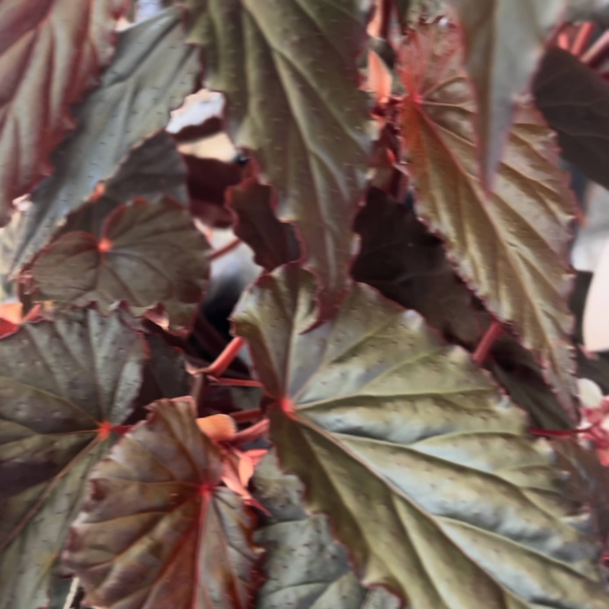 Close-up of dark green and burgundy ornamental leaves