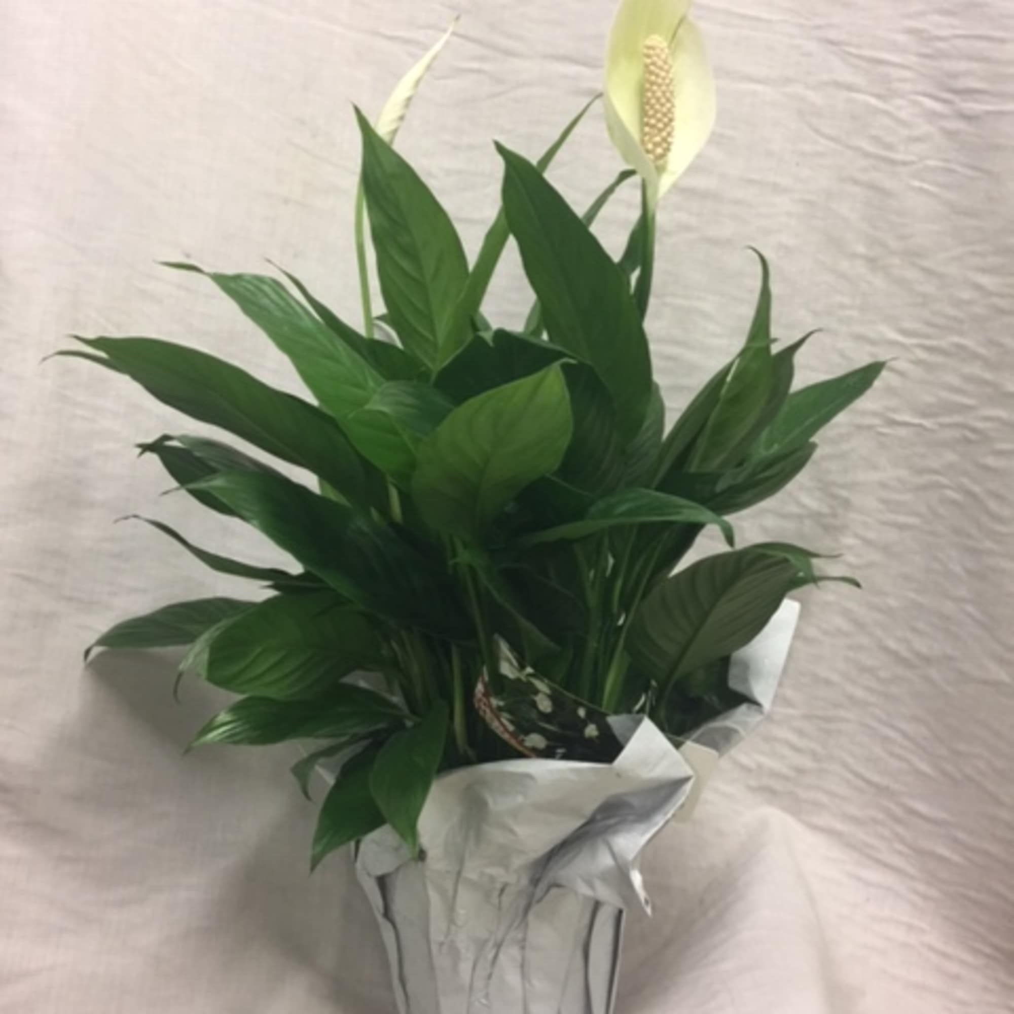 Potted peace lily with white blooms in silver wrap