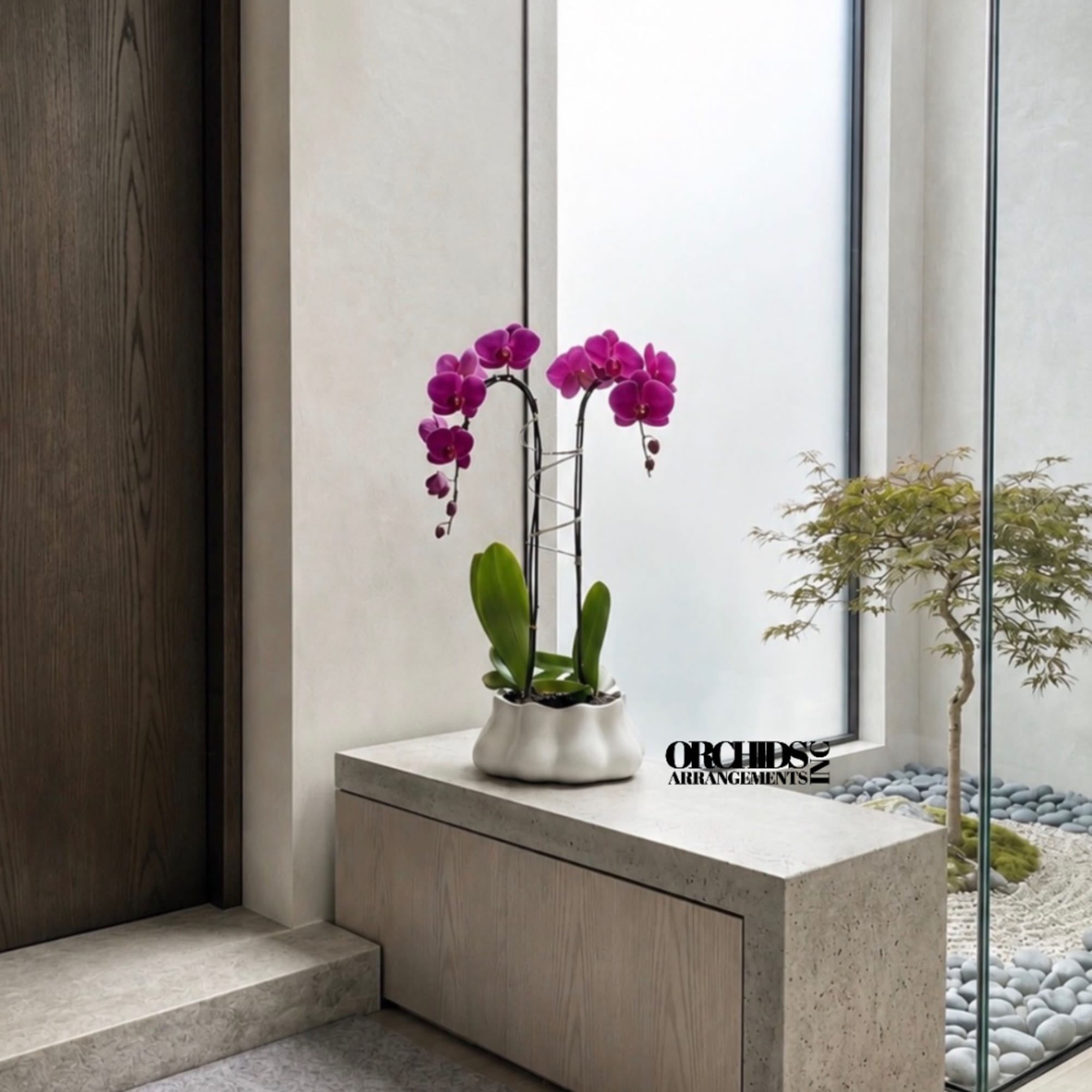 Potted orchid with bright purple blooms in a white planter