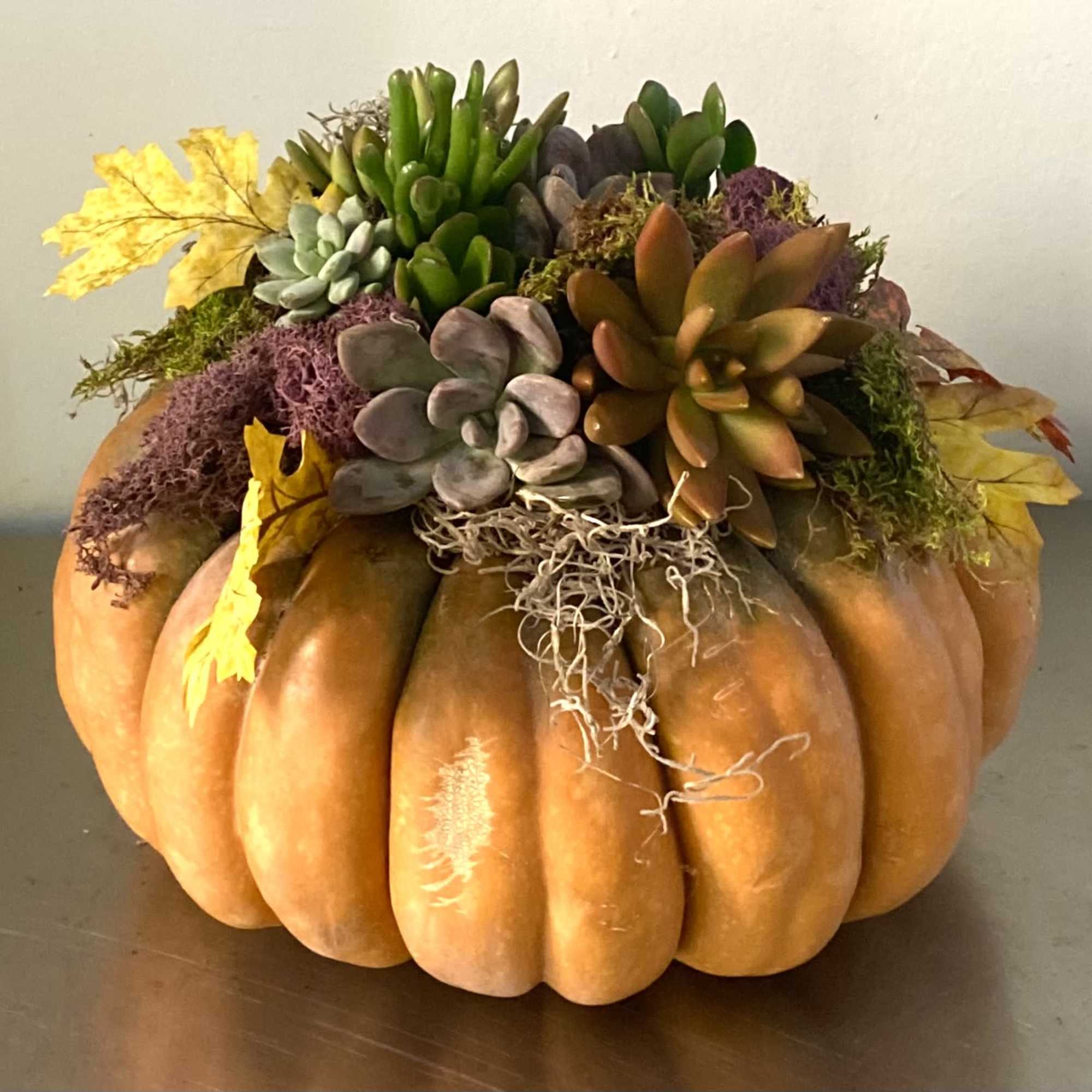 Natural Pumpkin with succulents, moss and leaves 11&rdquo; wide 8&rdquo; tall
