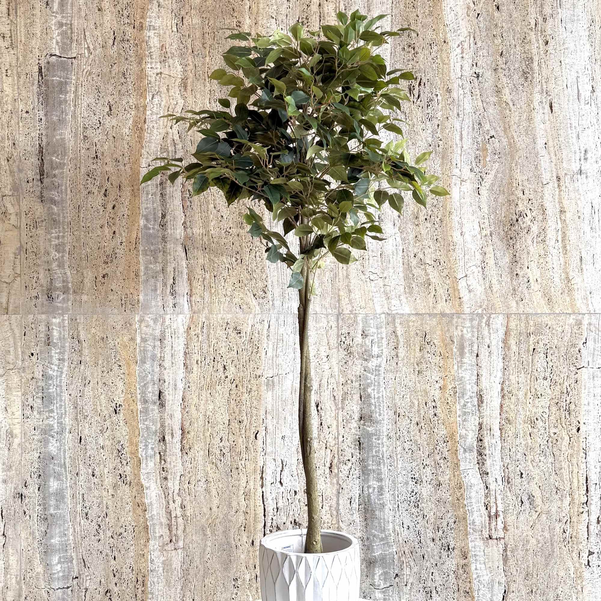 Potted topiary tree with a round canopy in a white textured planter
