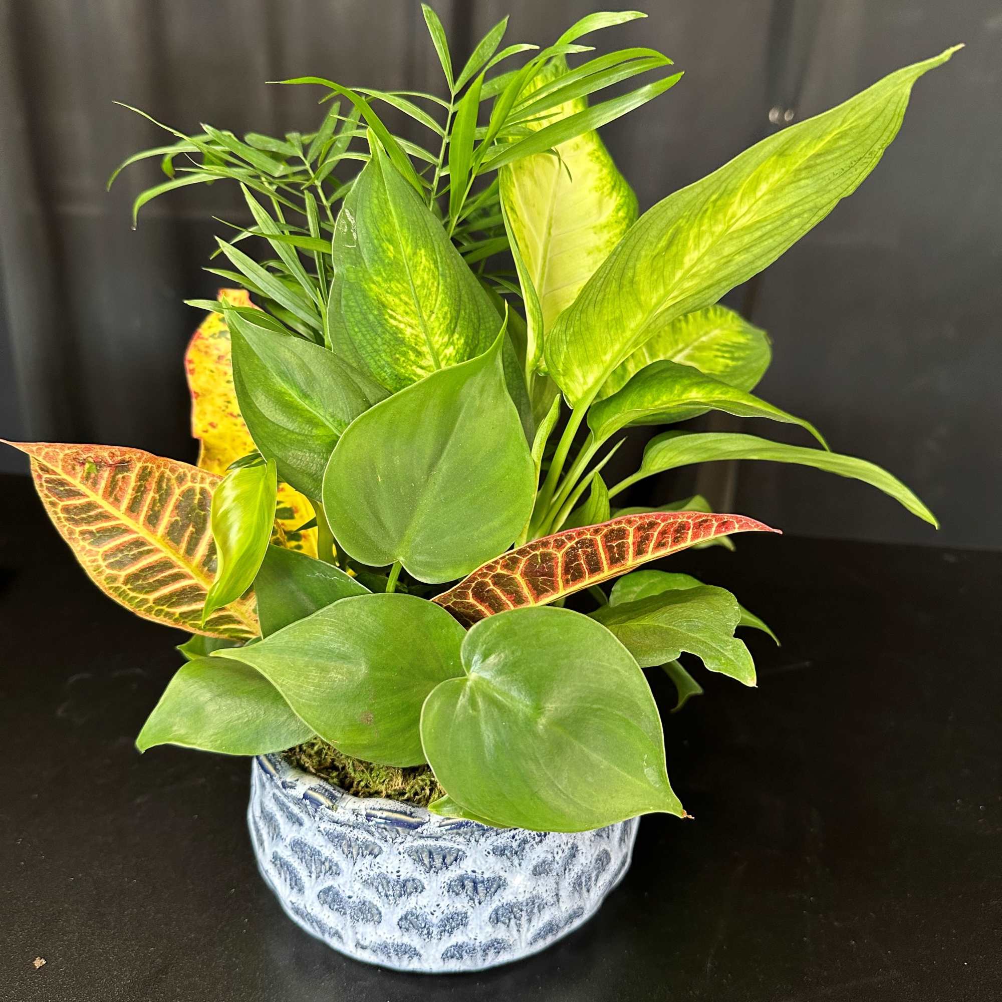 Mixed green houseplant arrangement in a blue ceramic pot