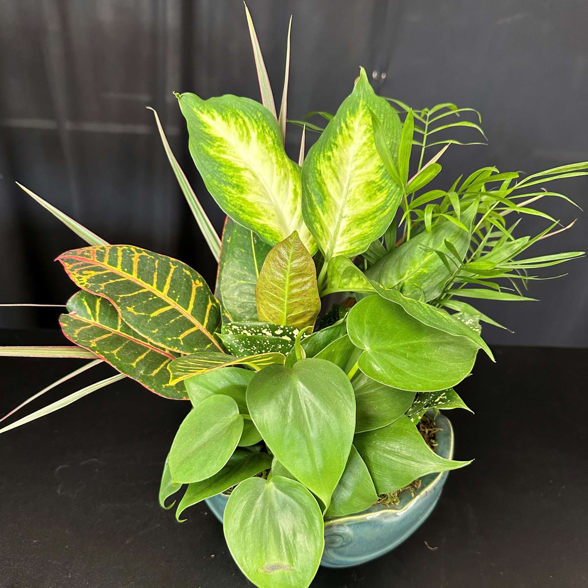 Mixed green houseplant arrangement in a blue ceramic pot