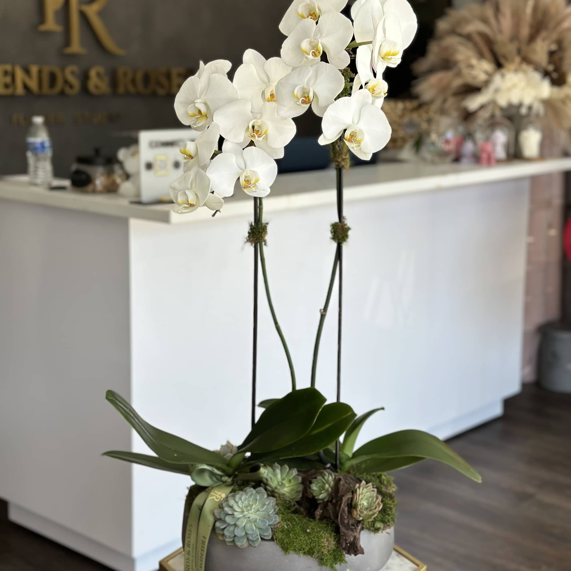 White orchids in a planter with succulents and moss