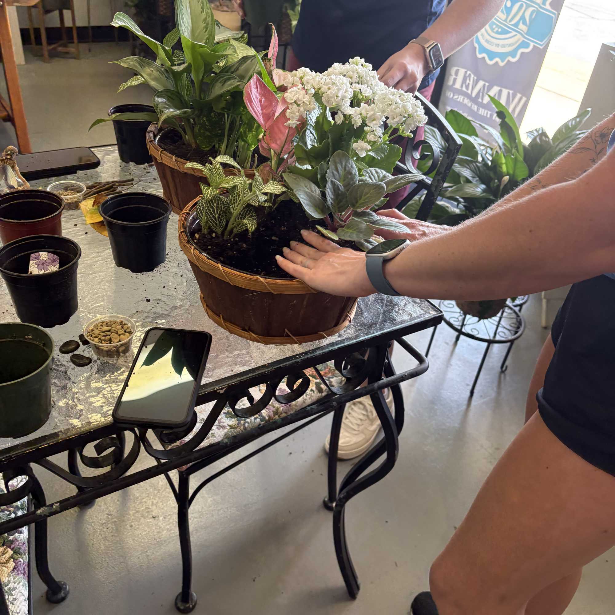 People arranging a mixed potted plant basket with white blooms and pink foliage