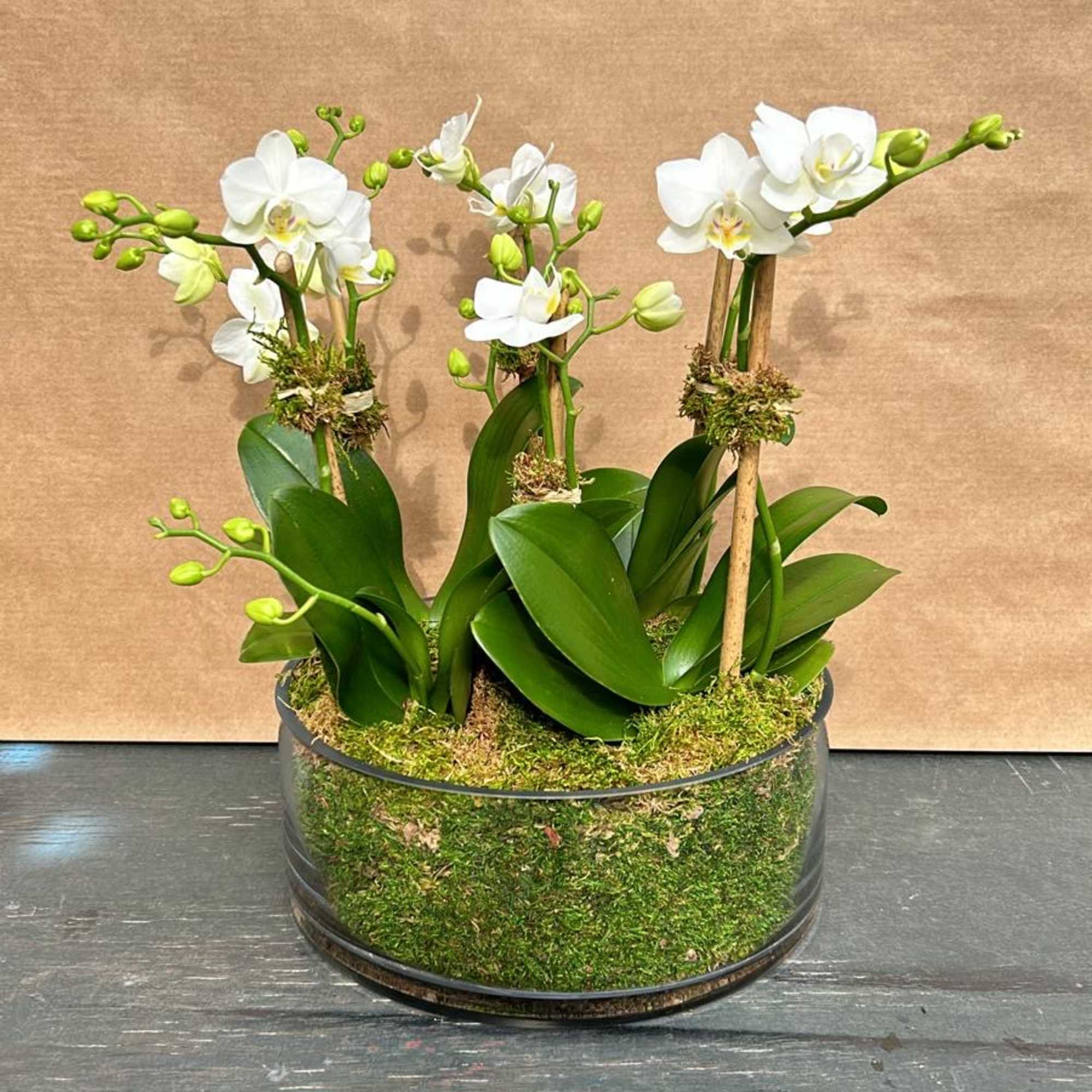 White orchids arranged in a low round planter with moss