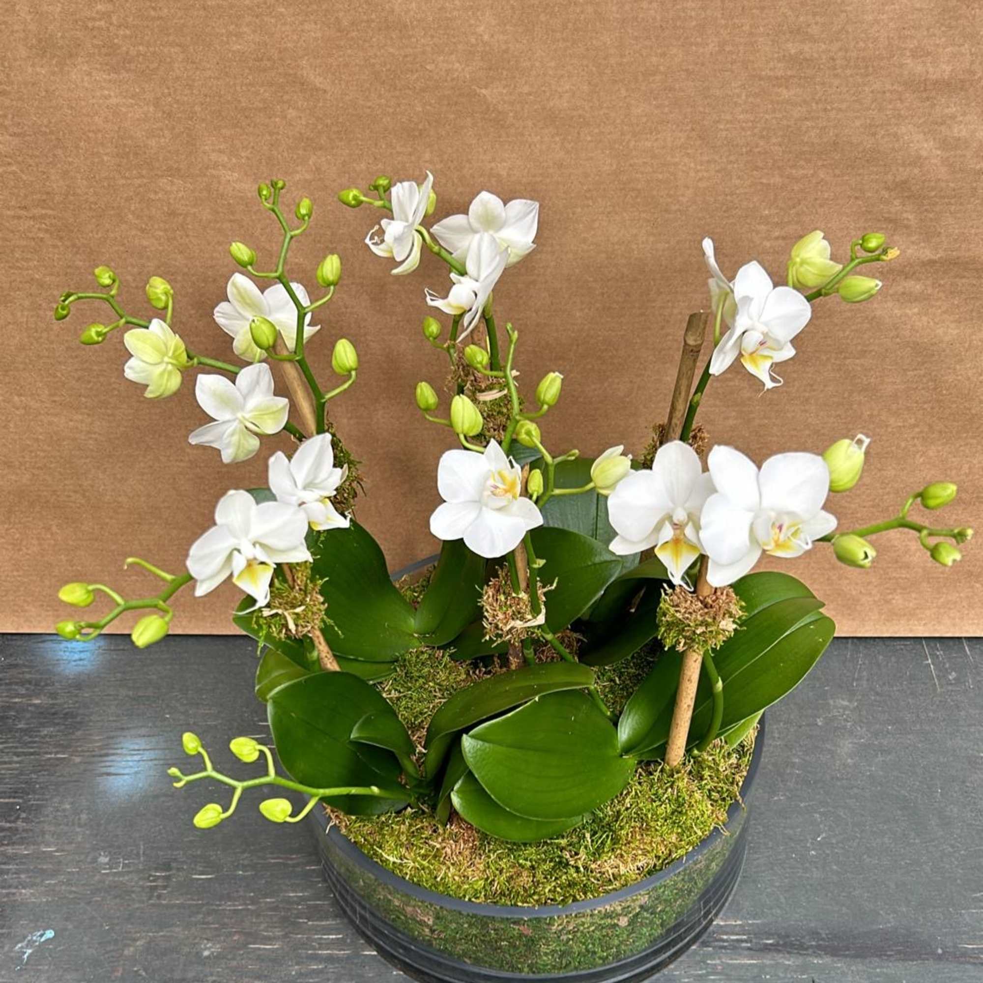 White orchids arranged in a low round planter with moss, photo 2 of 2