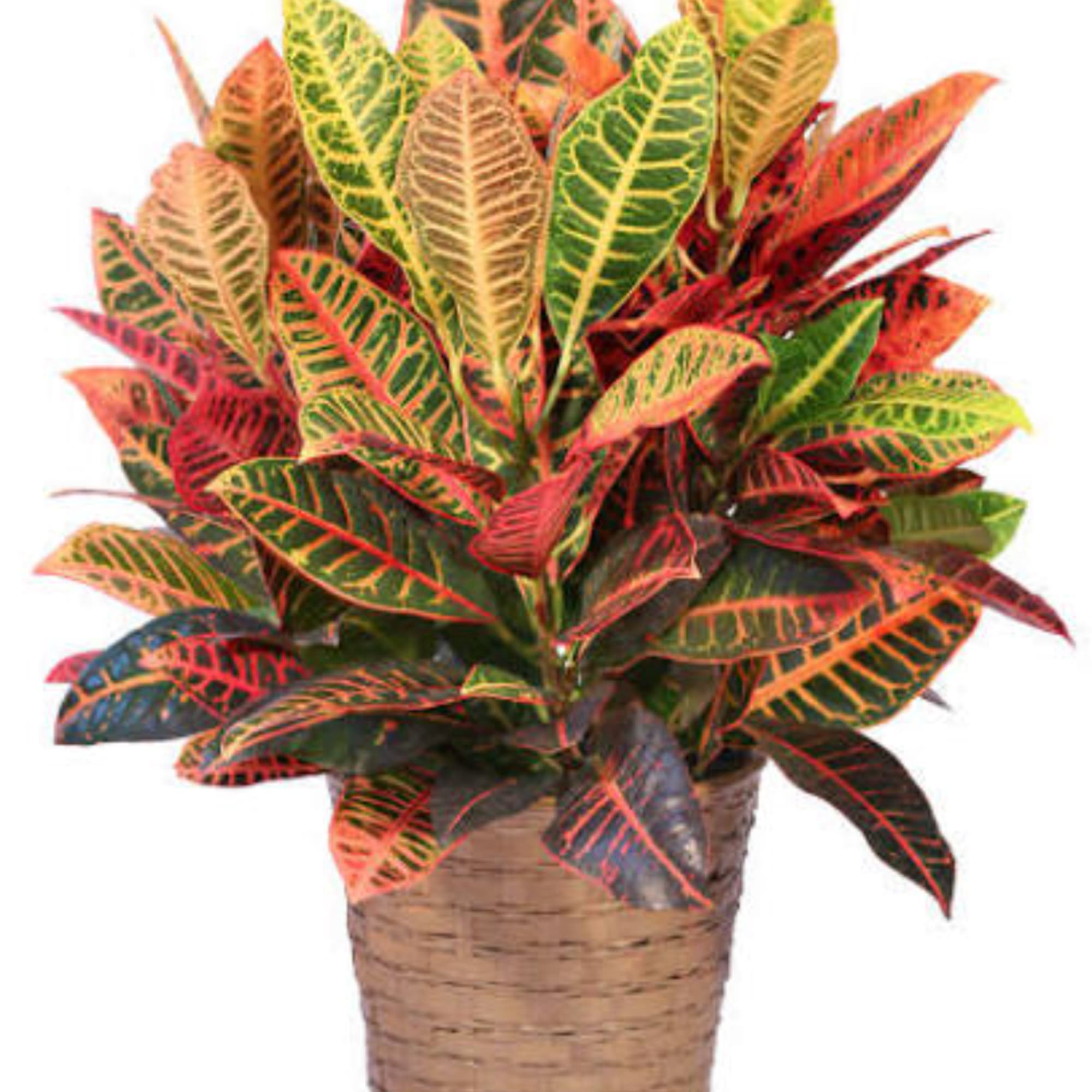 Potted croton plant with multicolored leaves in a woven basket