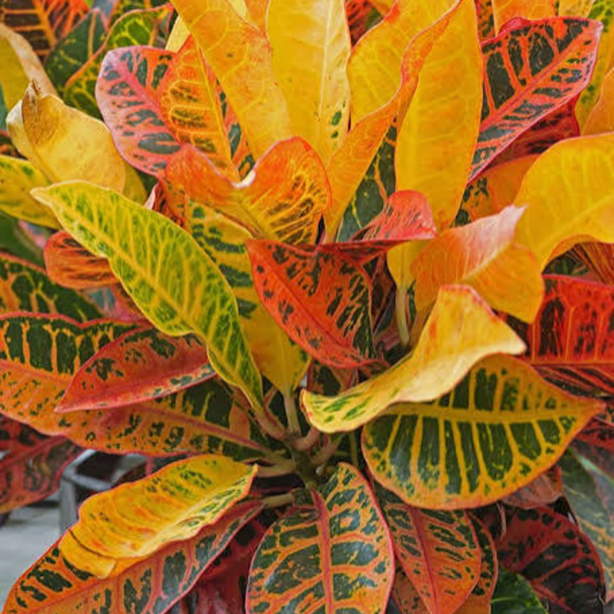 Colorful croton plant with variegated yellow, orange, red, and green leaves