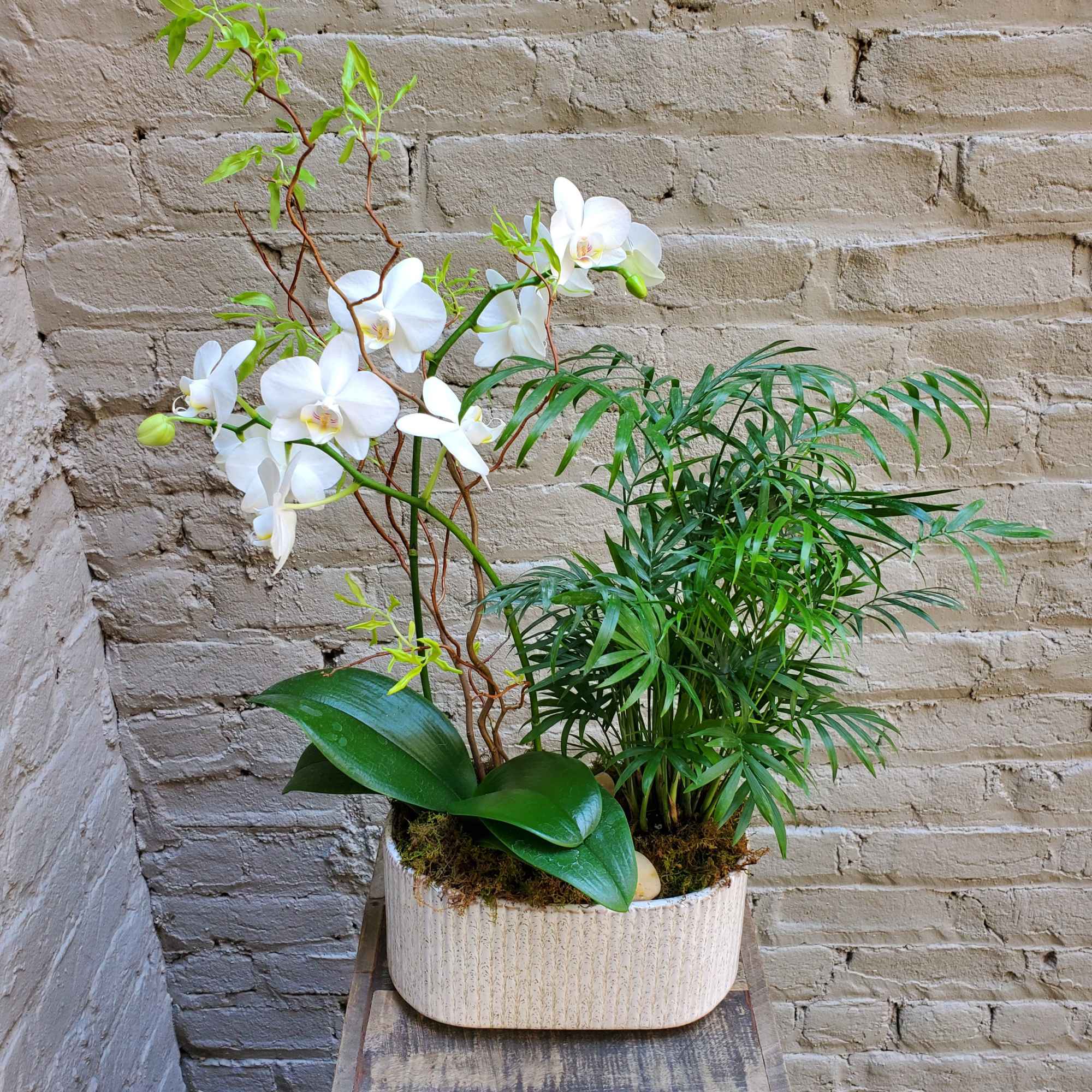 A lovely duo planter featuring a miniature phaelanopsis orchid and an accompanying