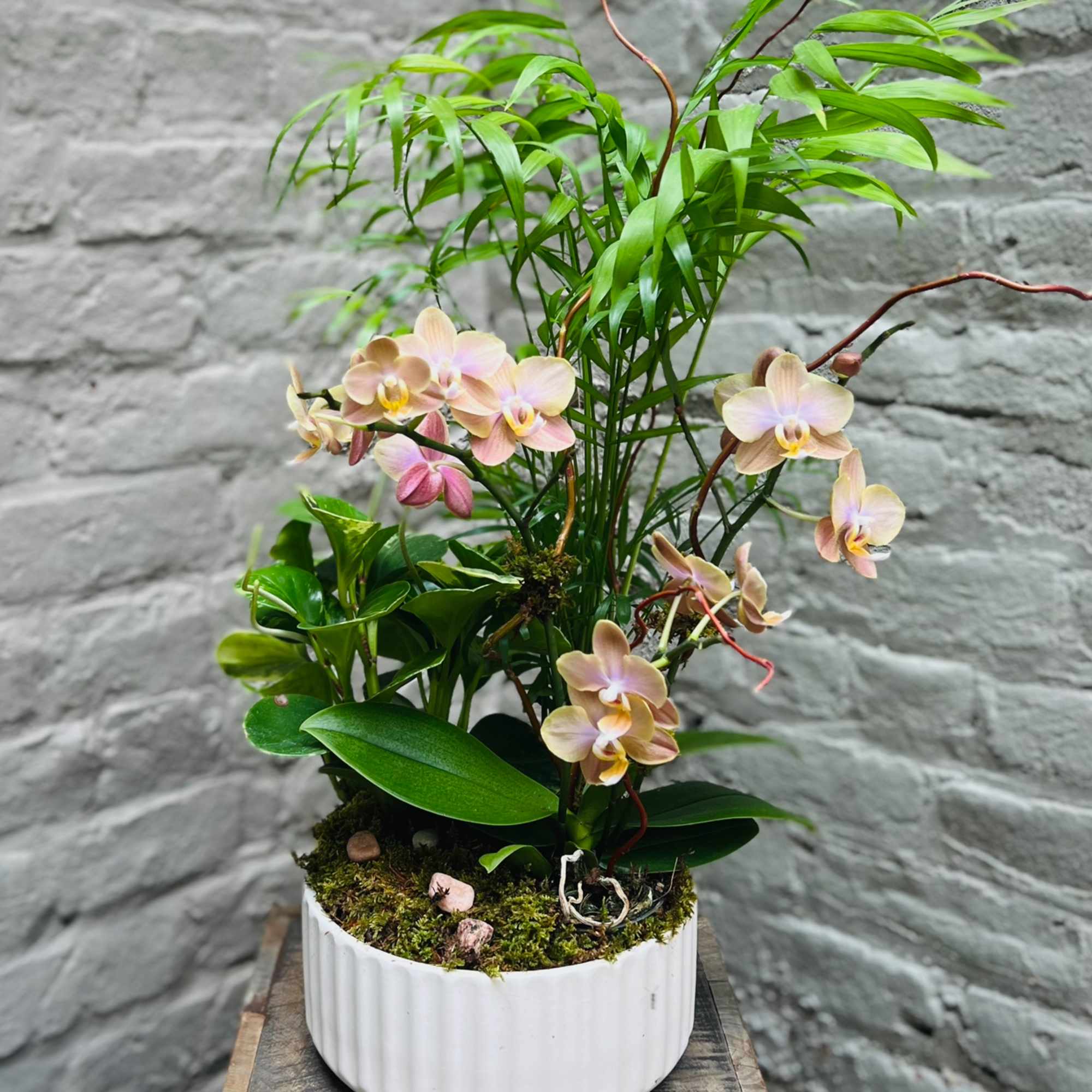 Potted orchid arrangement with pale pink blooms in a white ceramic planter