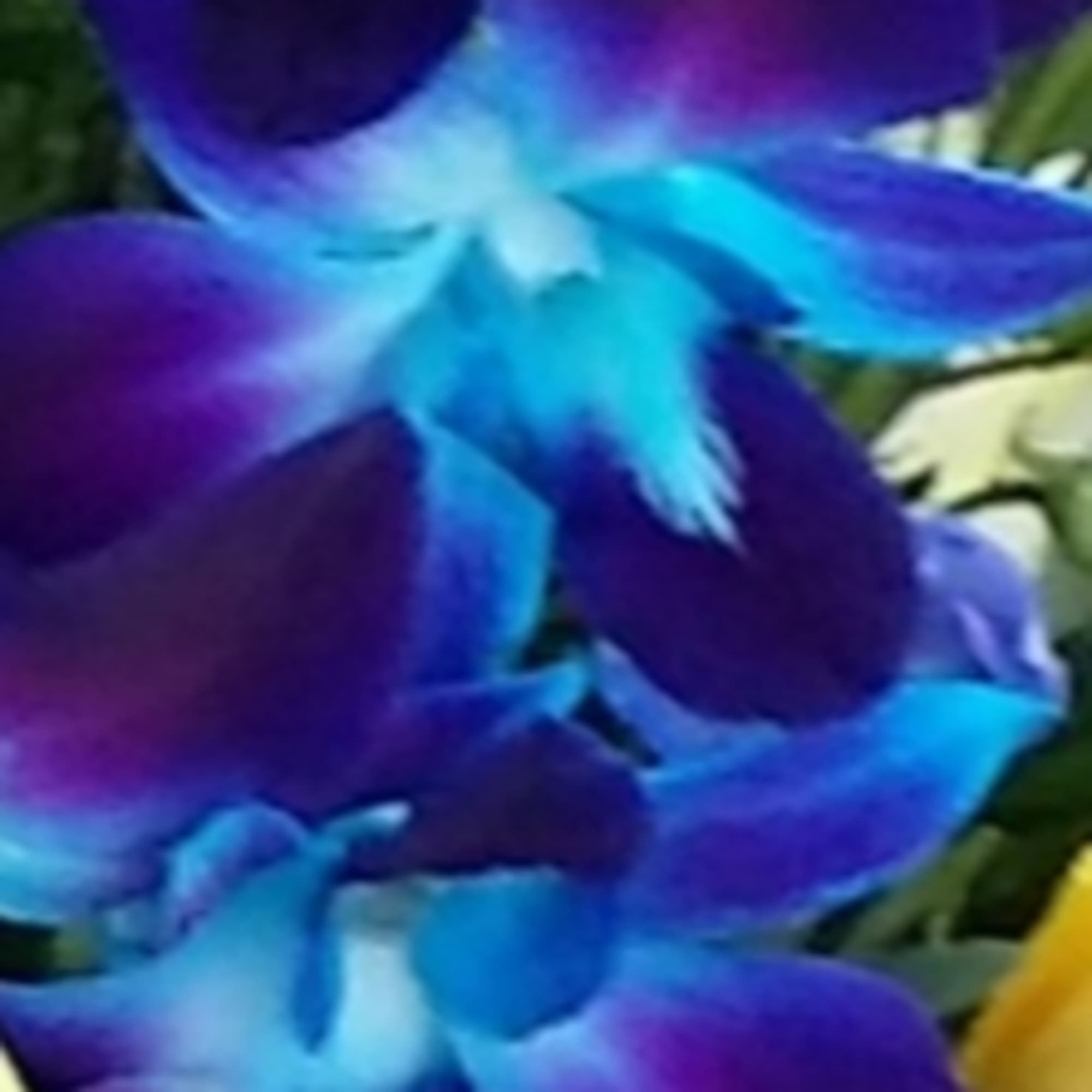 Close-up of purple and blue orchid petals