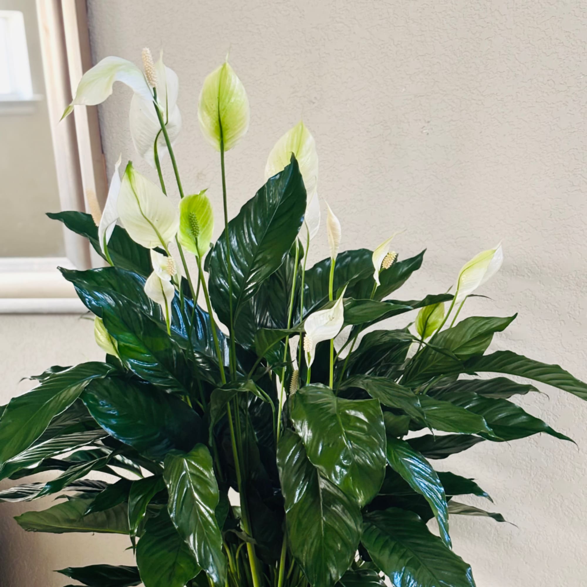 White peace lilies in a dense green plant arrangement