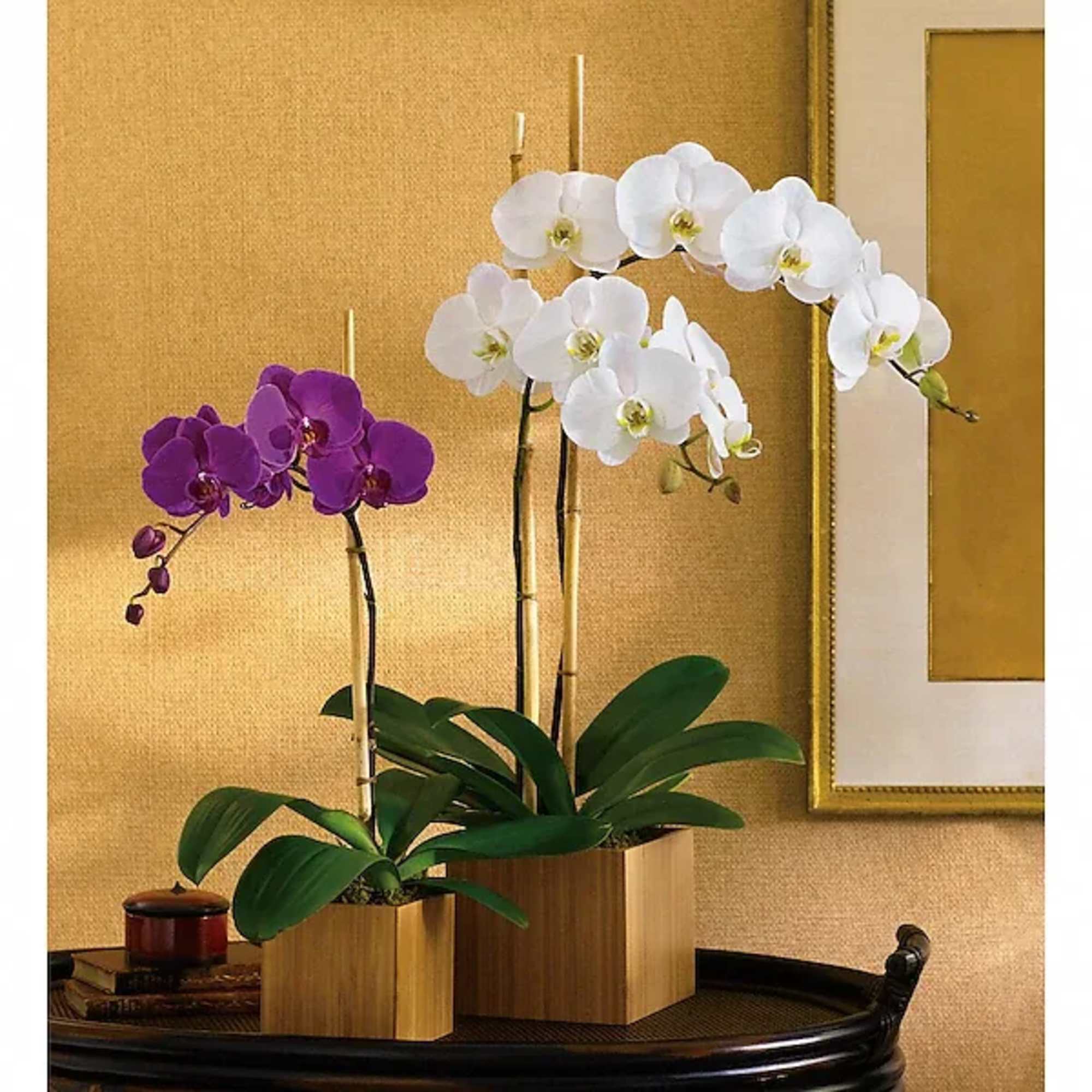 Two potted orchids with white and purple blooms in wooden planters