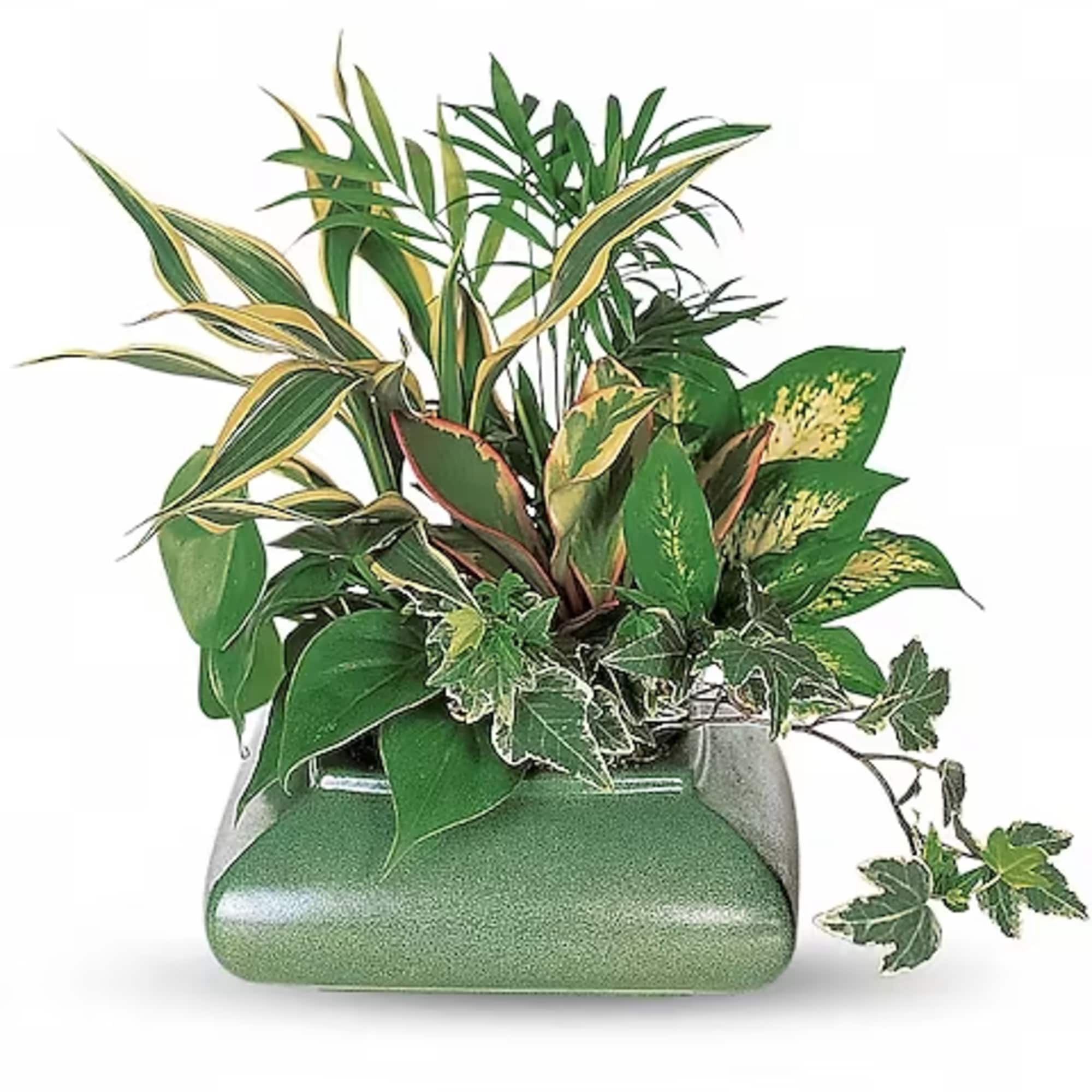 Mixed green houseplants arranged in a rectangular ceramic planter