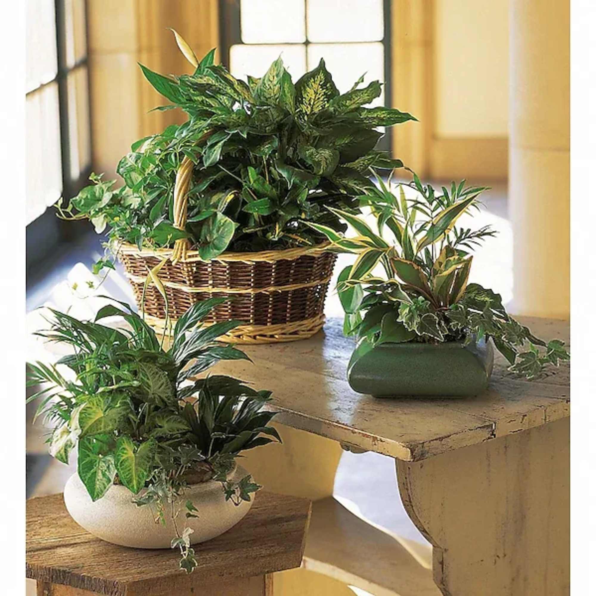 Three potted green houseplants arranged on tables