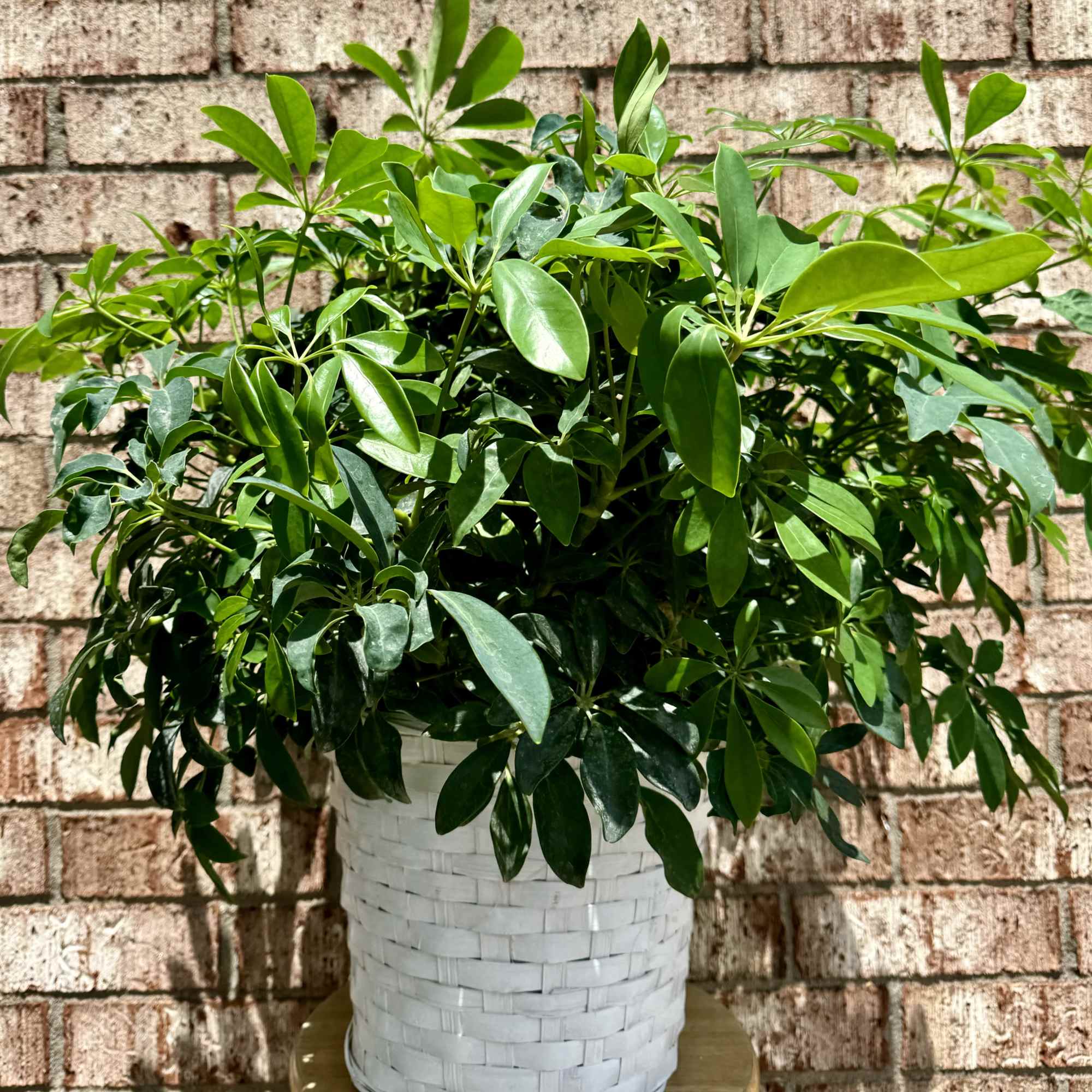 Lush green potted plant with broad leaves in a white woven basket against a brick wall