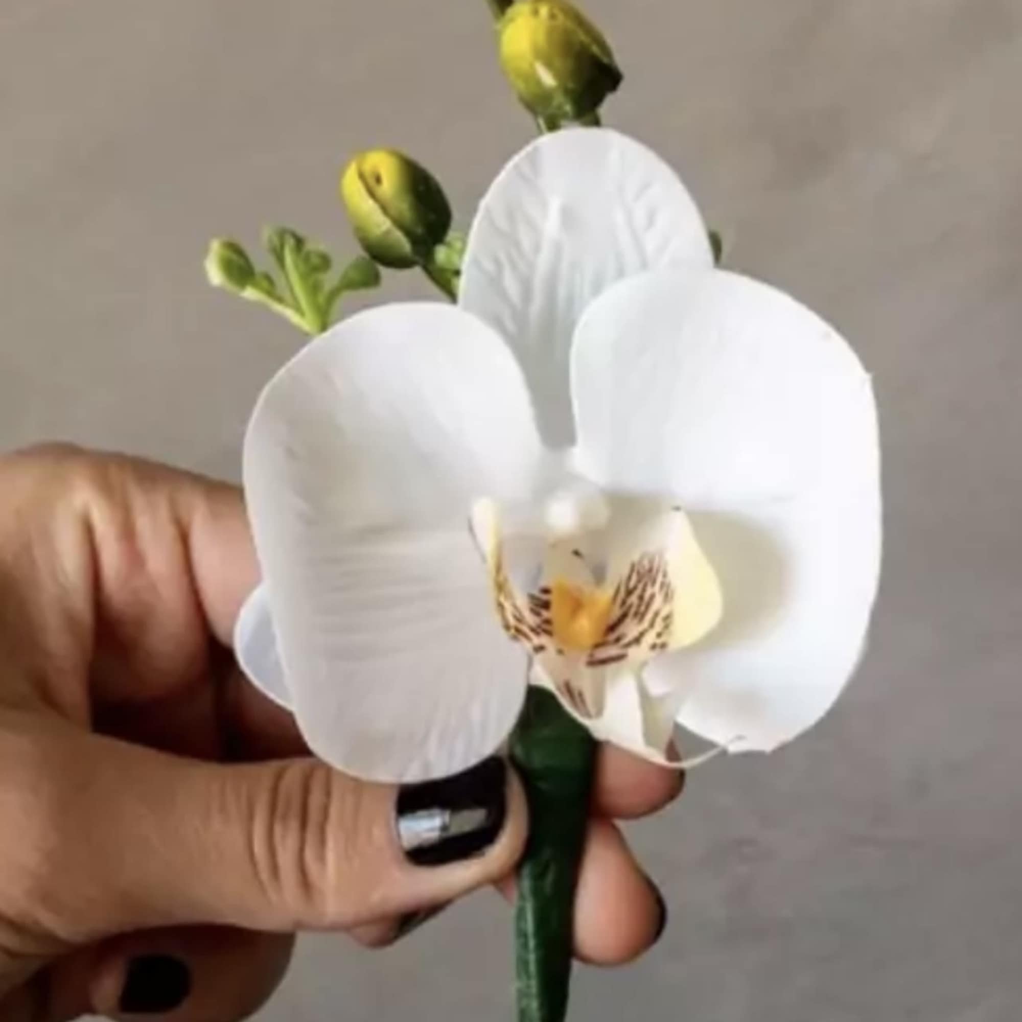 Small white orchid bloom held in a hand