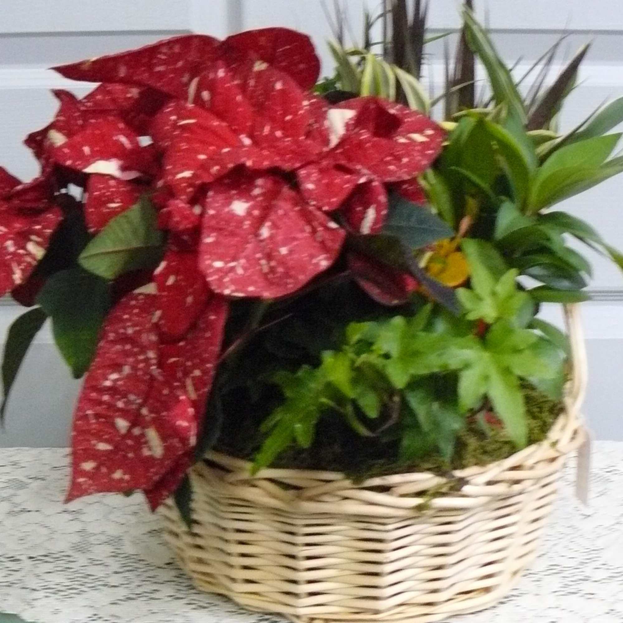 Basket of red poinsettias with green plants