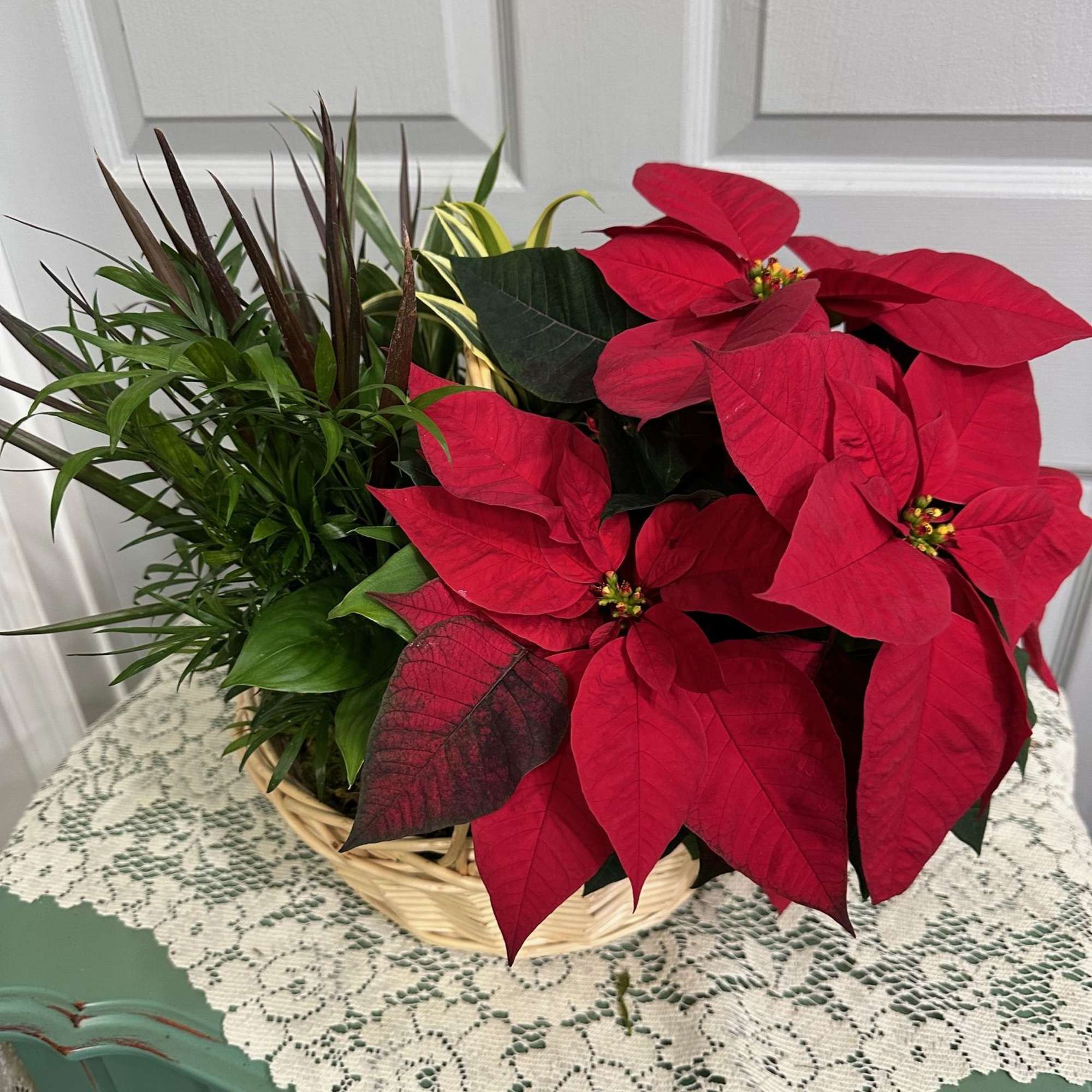 Basket of red poinsettias with mixed green foliage