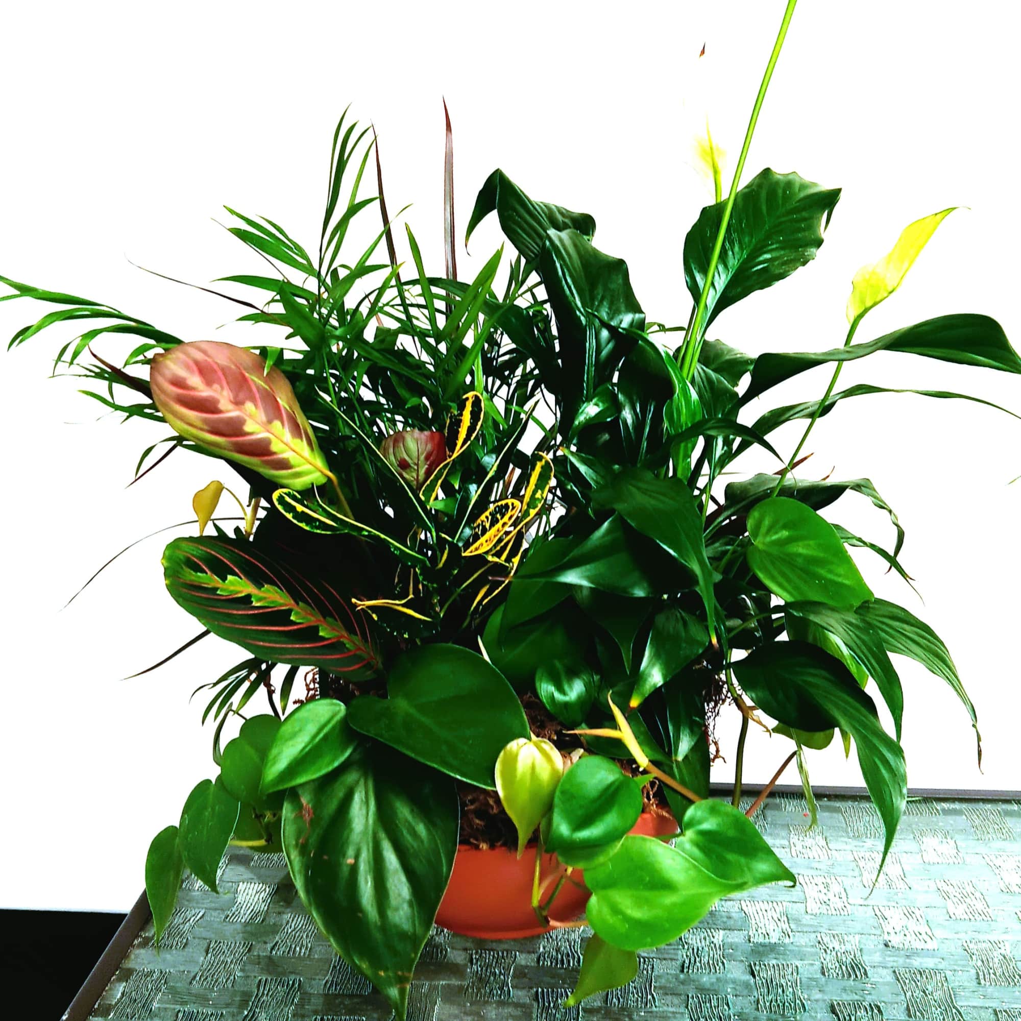 Mixed potted houseplants in a terracotta container