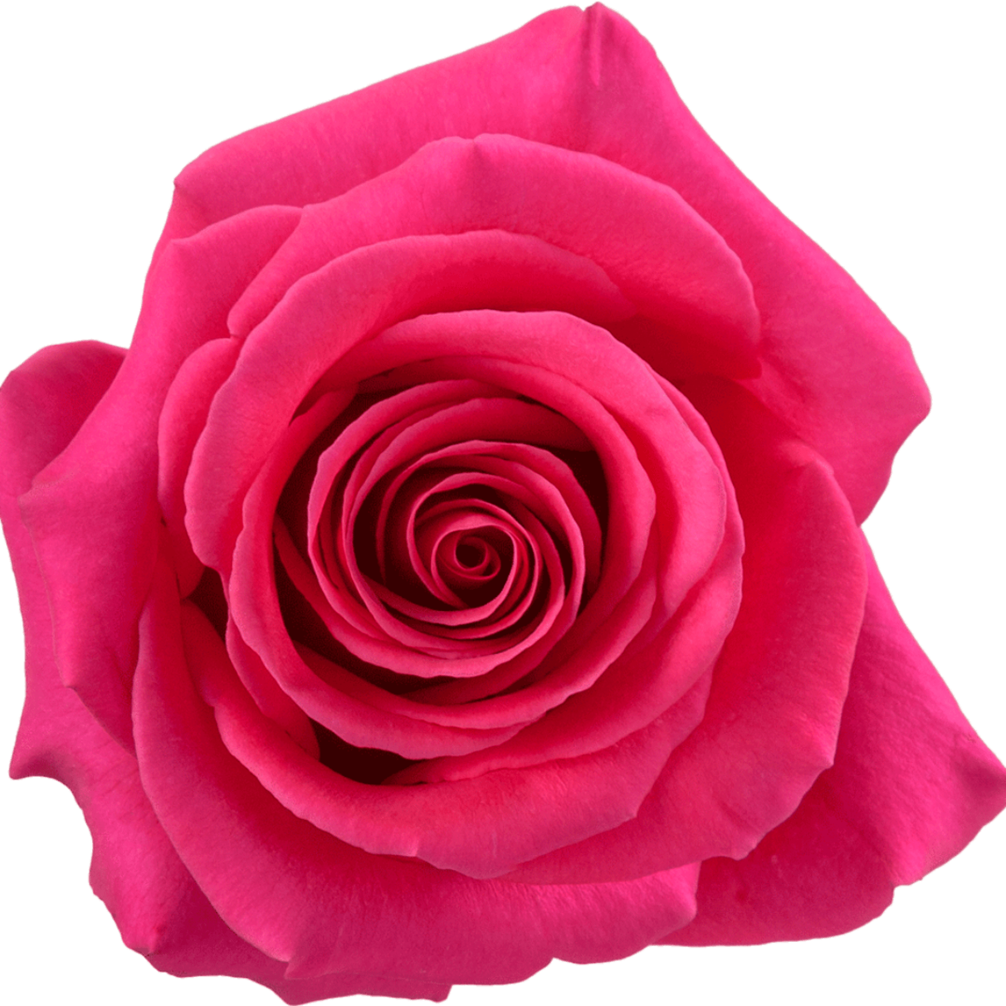 Single hot pink rose bloom on a plain background