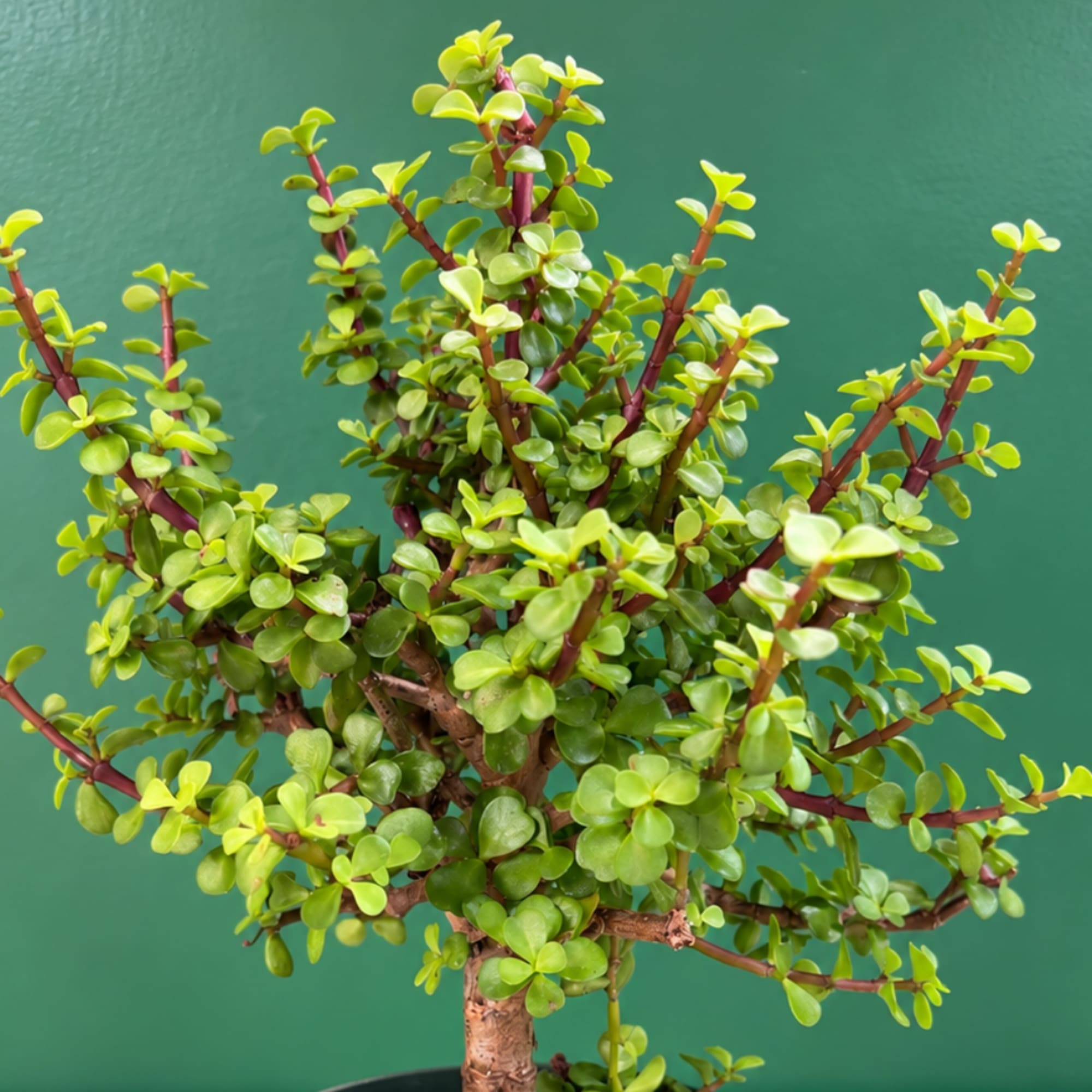 Potted succulent plant with small round green leaves and reddish stems