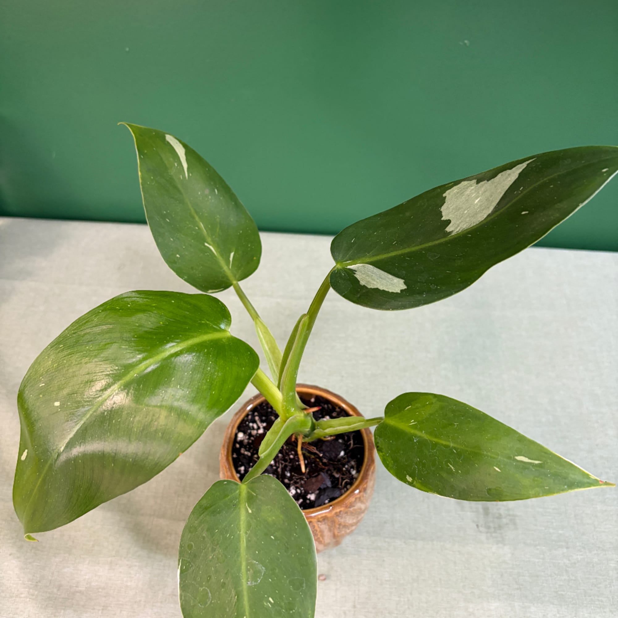 Potted green houseplant with broad variegated leaves