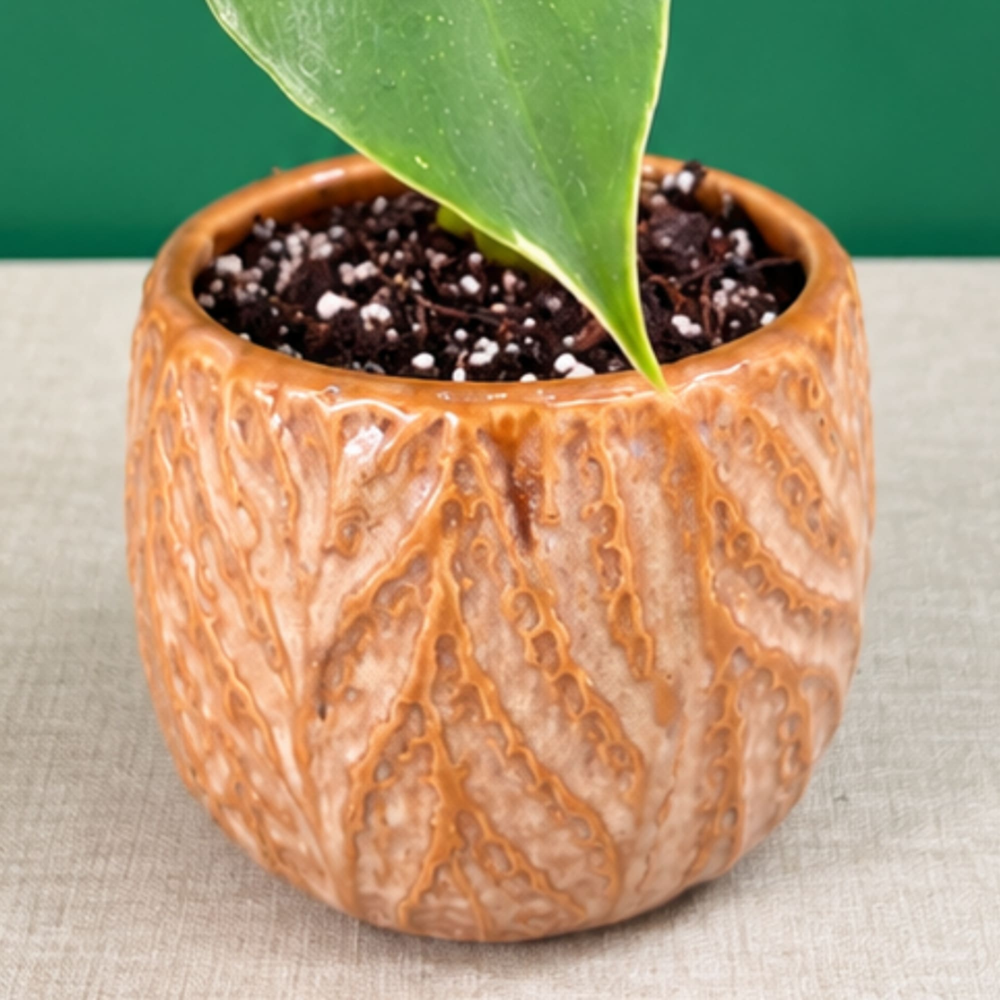 Potted plant in a textured brown ceramic pot