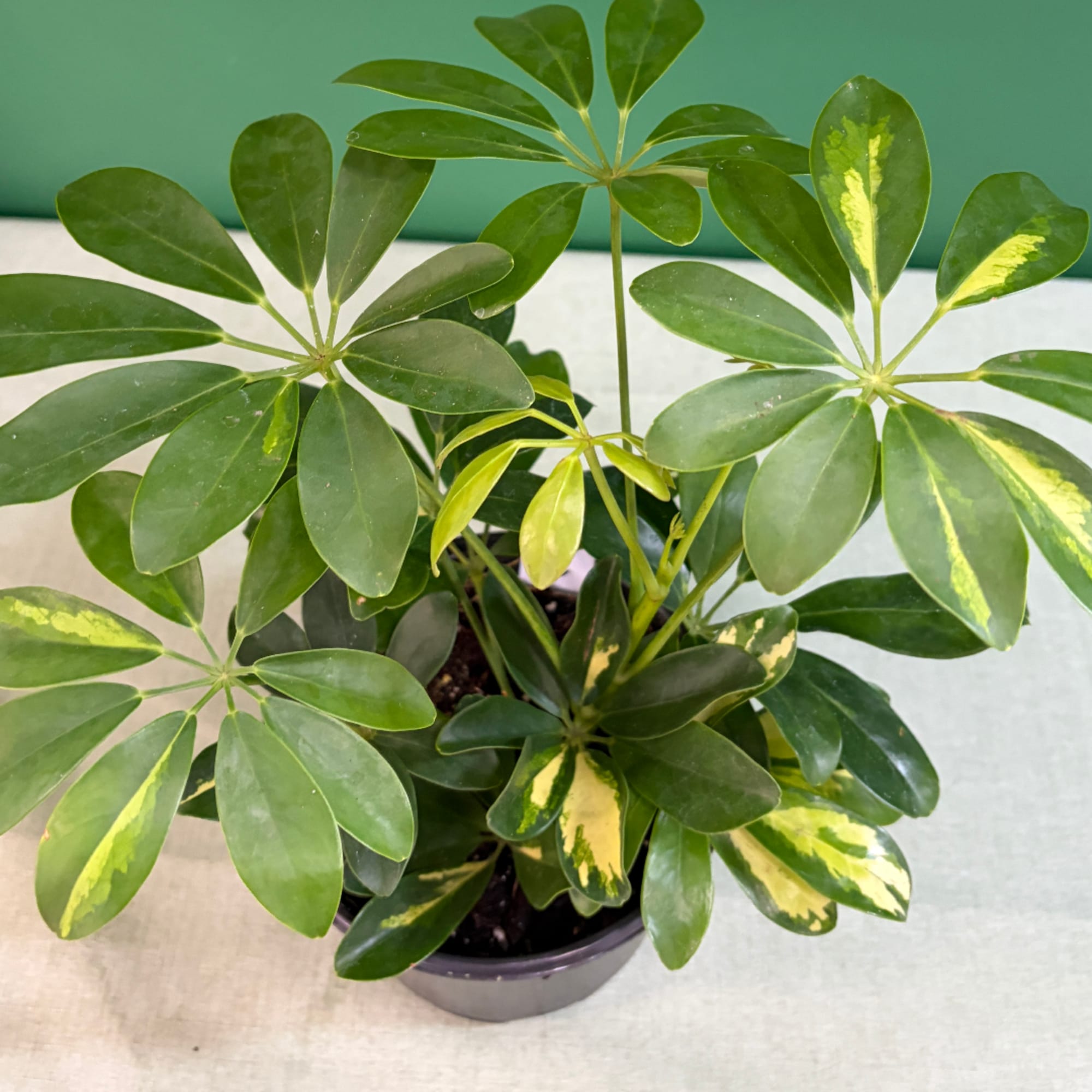 Variegated potted schefflera plant with glossy green leaves