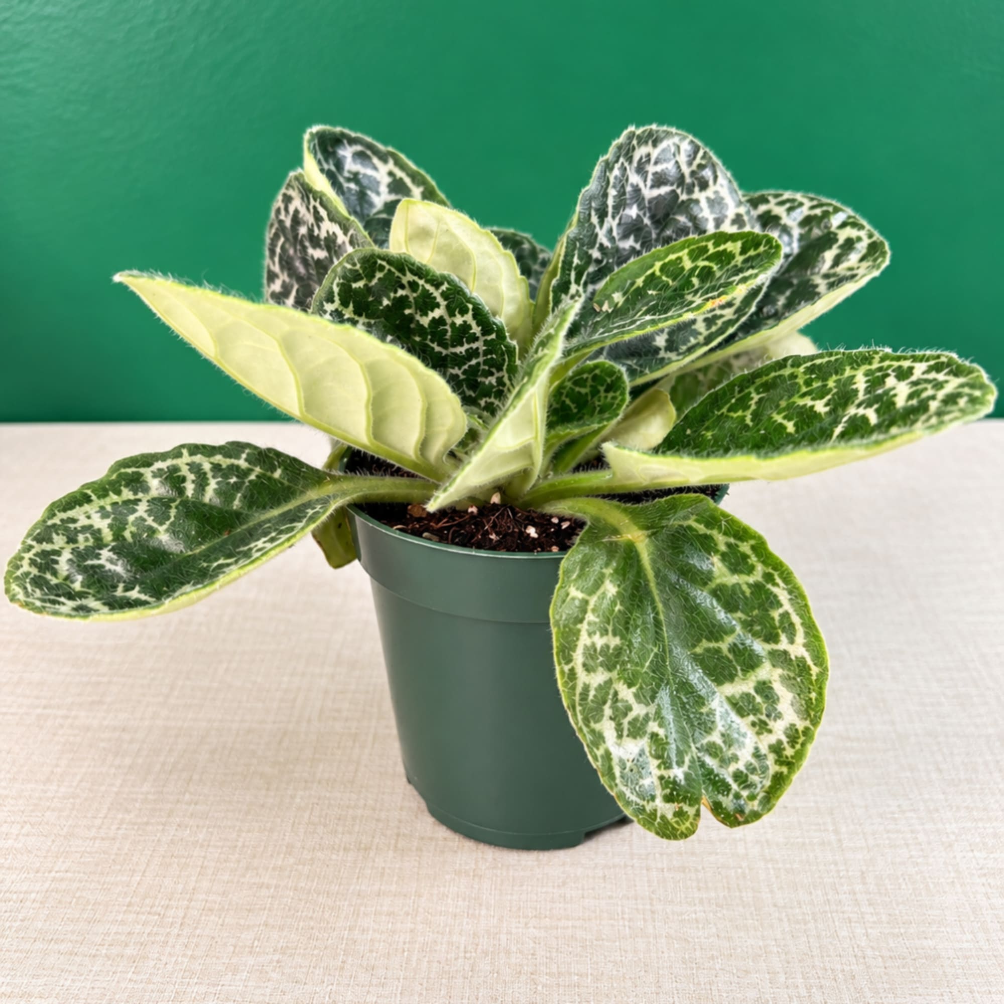 Variegated potted plant in a green nursery pot