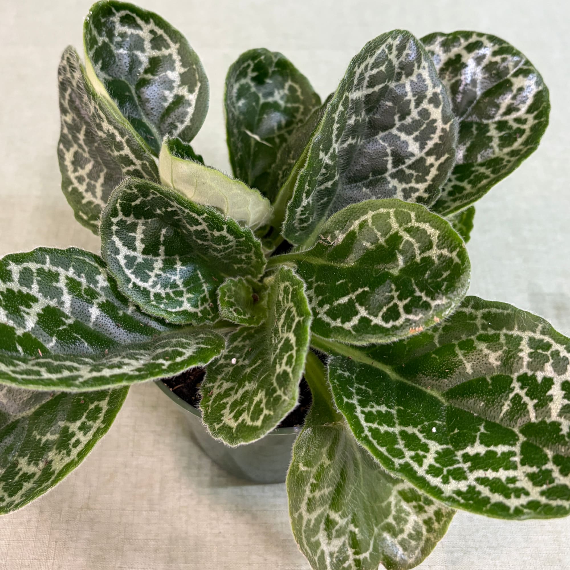 Potted plant with dark green patterned leaves in a small container