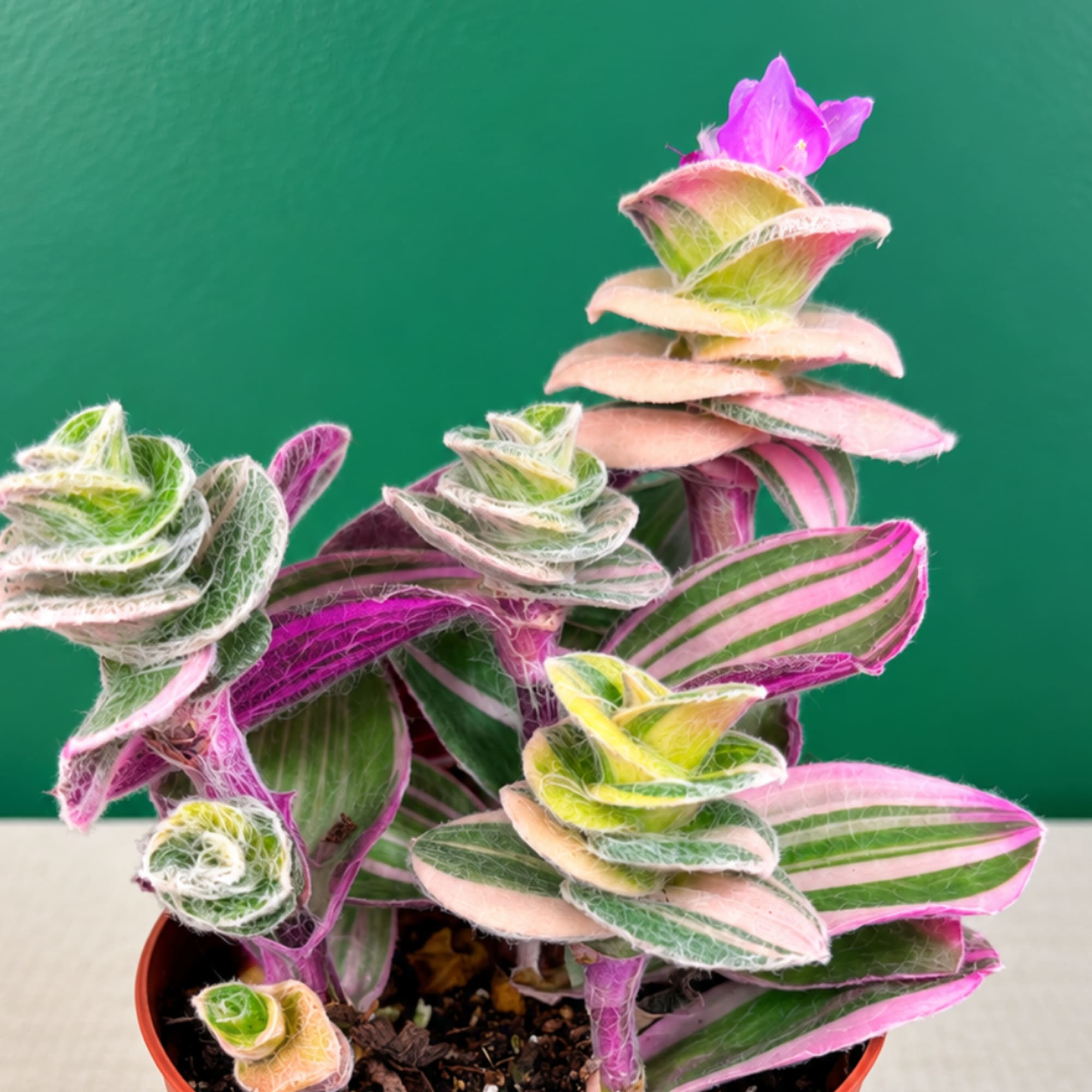 Potted plant with pink, green, and cream striped leaves