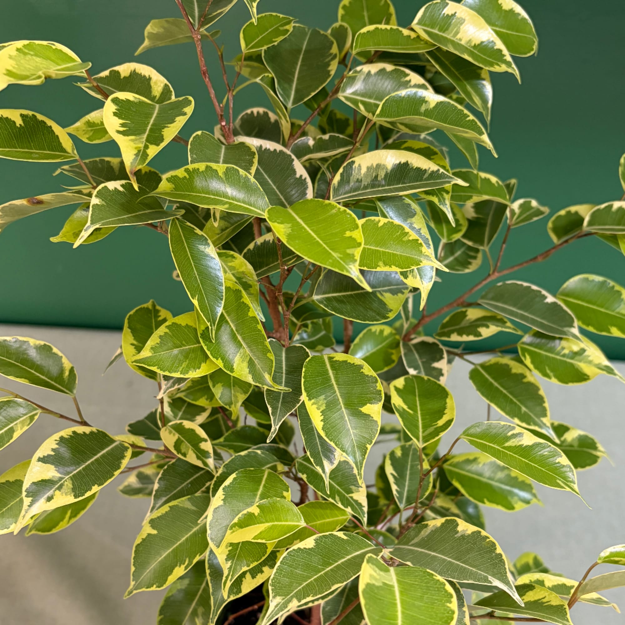 Variegated ficus plant with green and yellow leaves in a pot