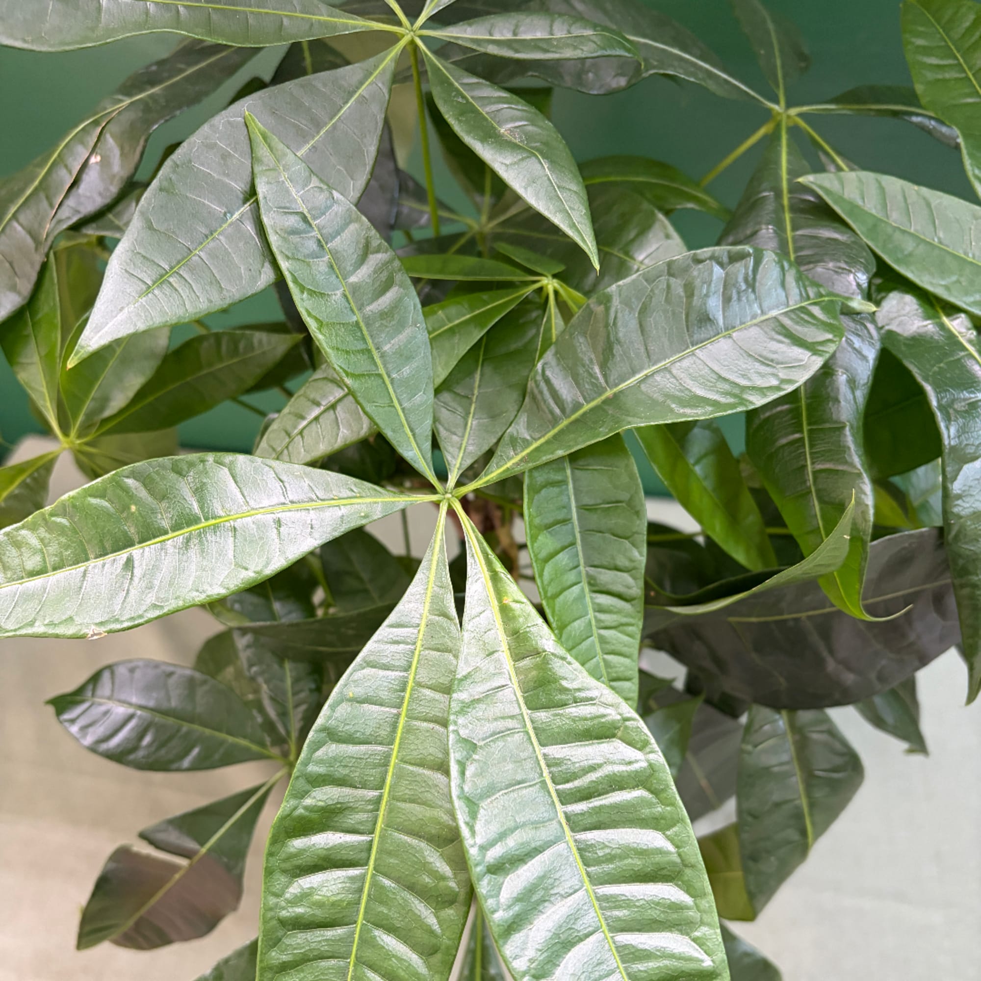 Close-up of a leafy green potted plant with glossy palmate leaves