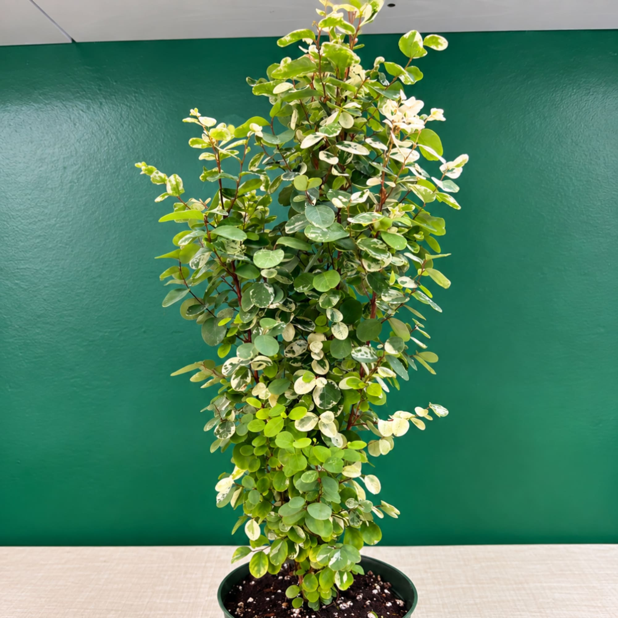 Variegated potted plant with round green and white leaves