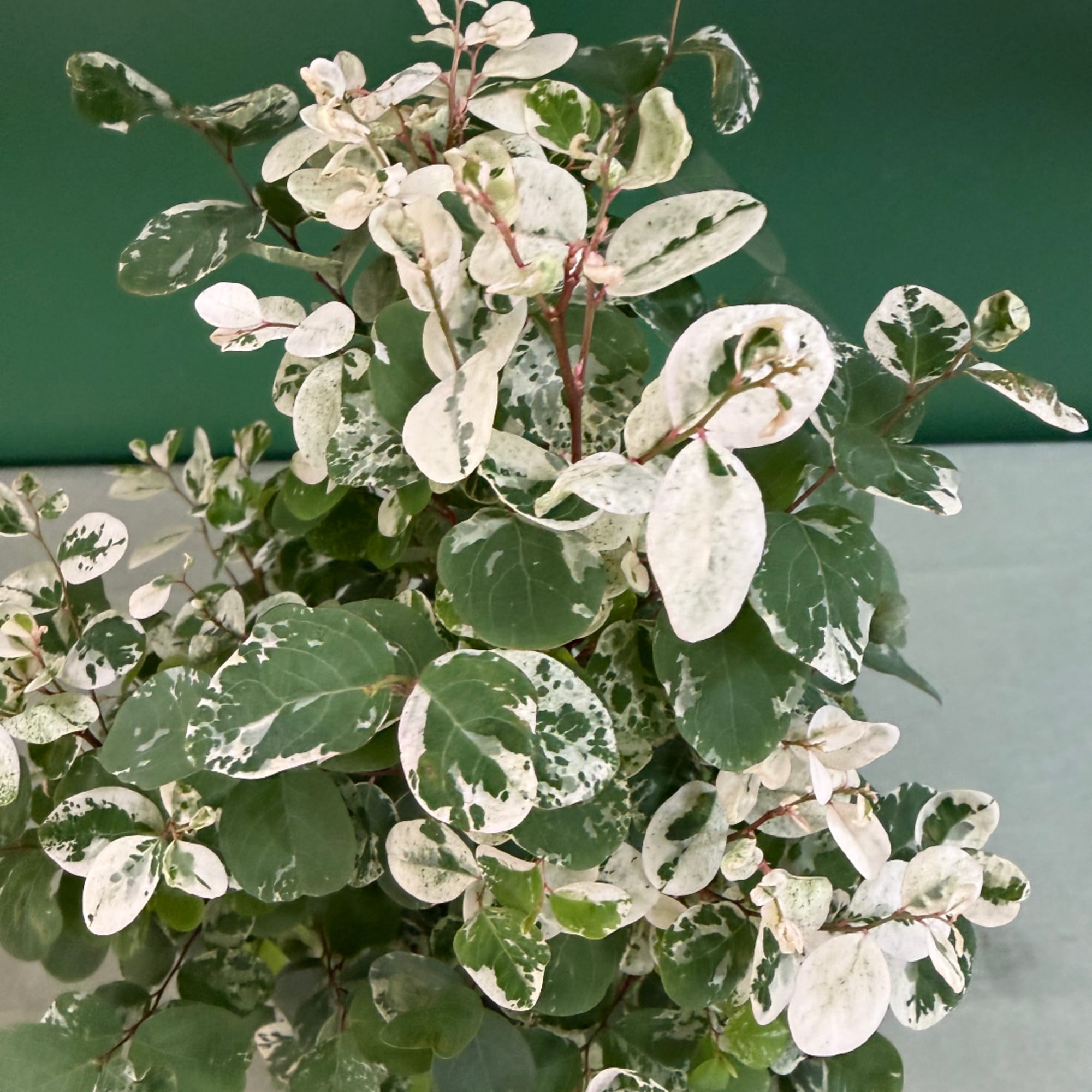 Variegated green and white foliage plant against a plain background