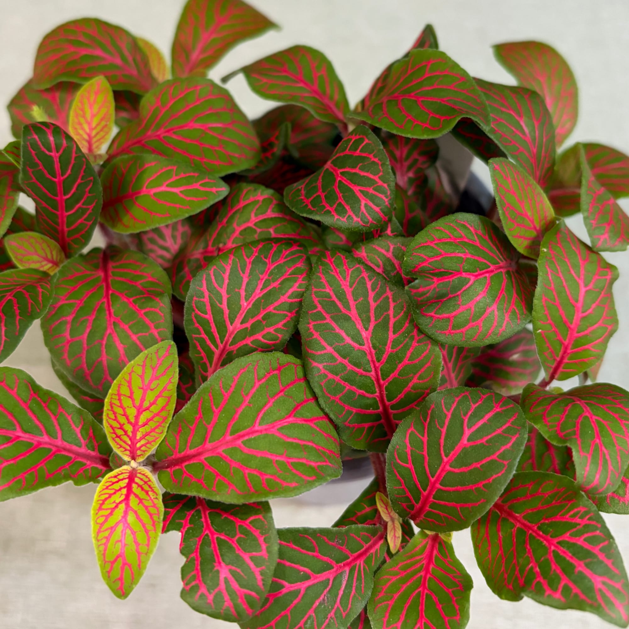 Potted plant with green leaves veined in bright pink