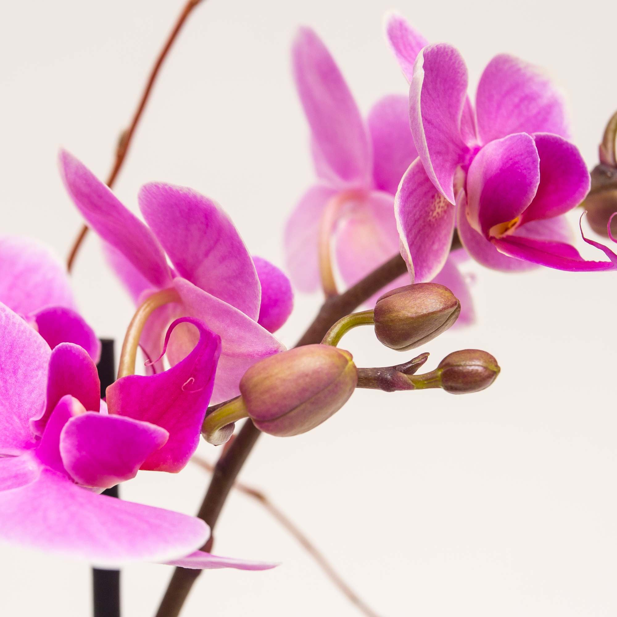 Beautiful Orchid for all Occasions, photo 3 of 3