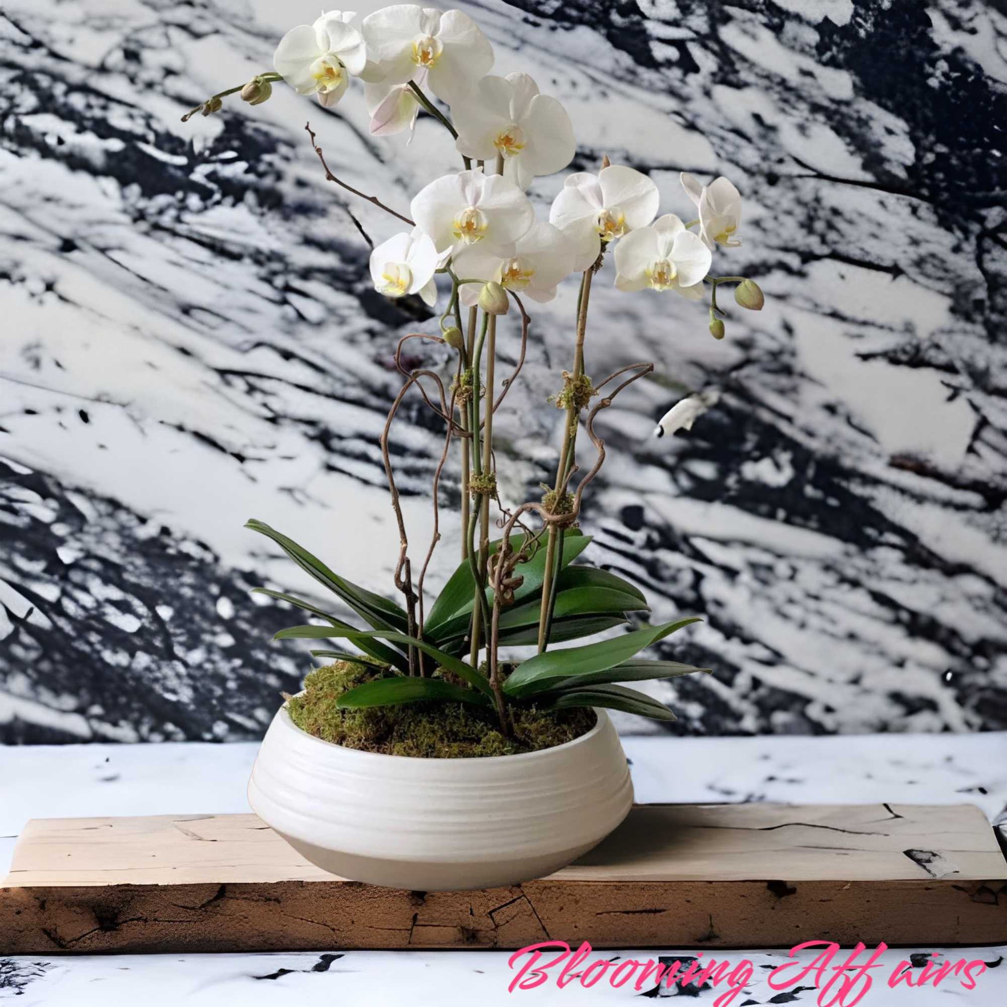 White orchid plant in a white bowl planter