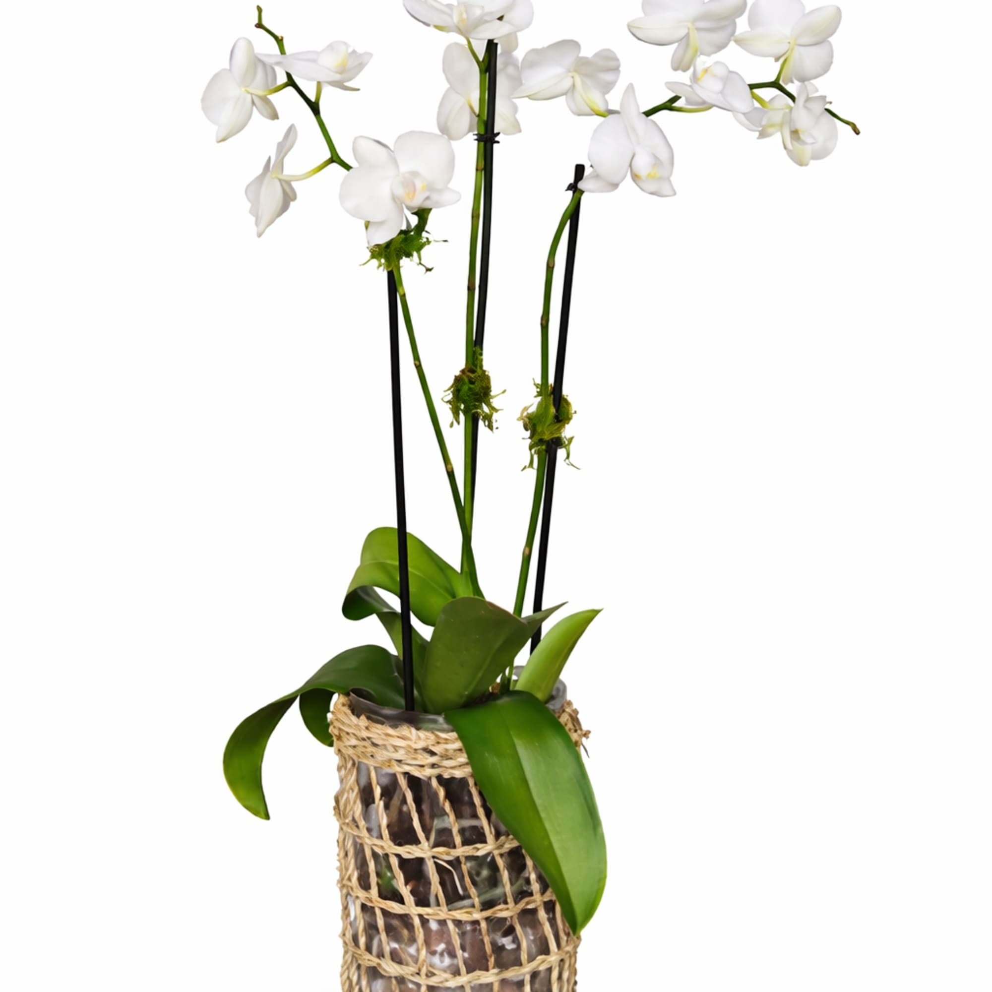 Tall white phalaenopsis orchid plant in a glass vase wrapped with a woven natural fiber sleeve