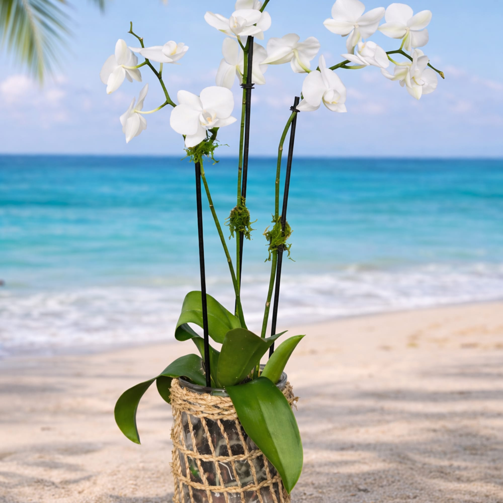 Bring timeless elegance into your space with our stunning Coastal White Orchid
