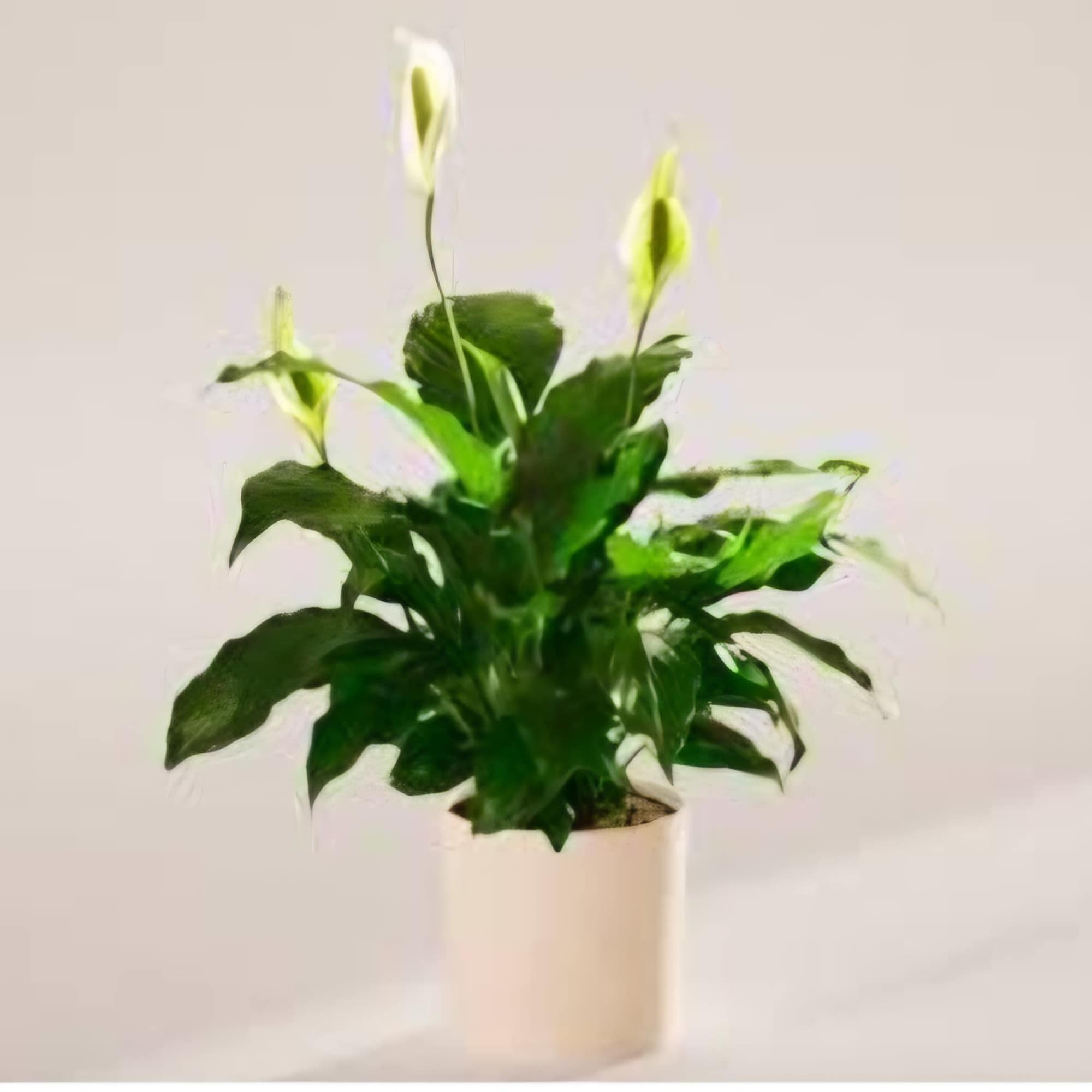 Potted peace lily with white blooms in a white container