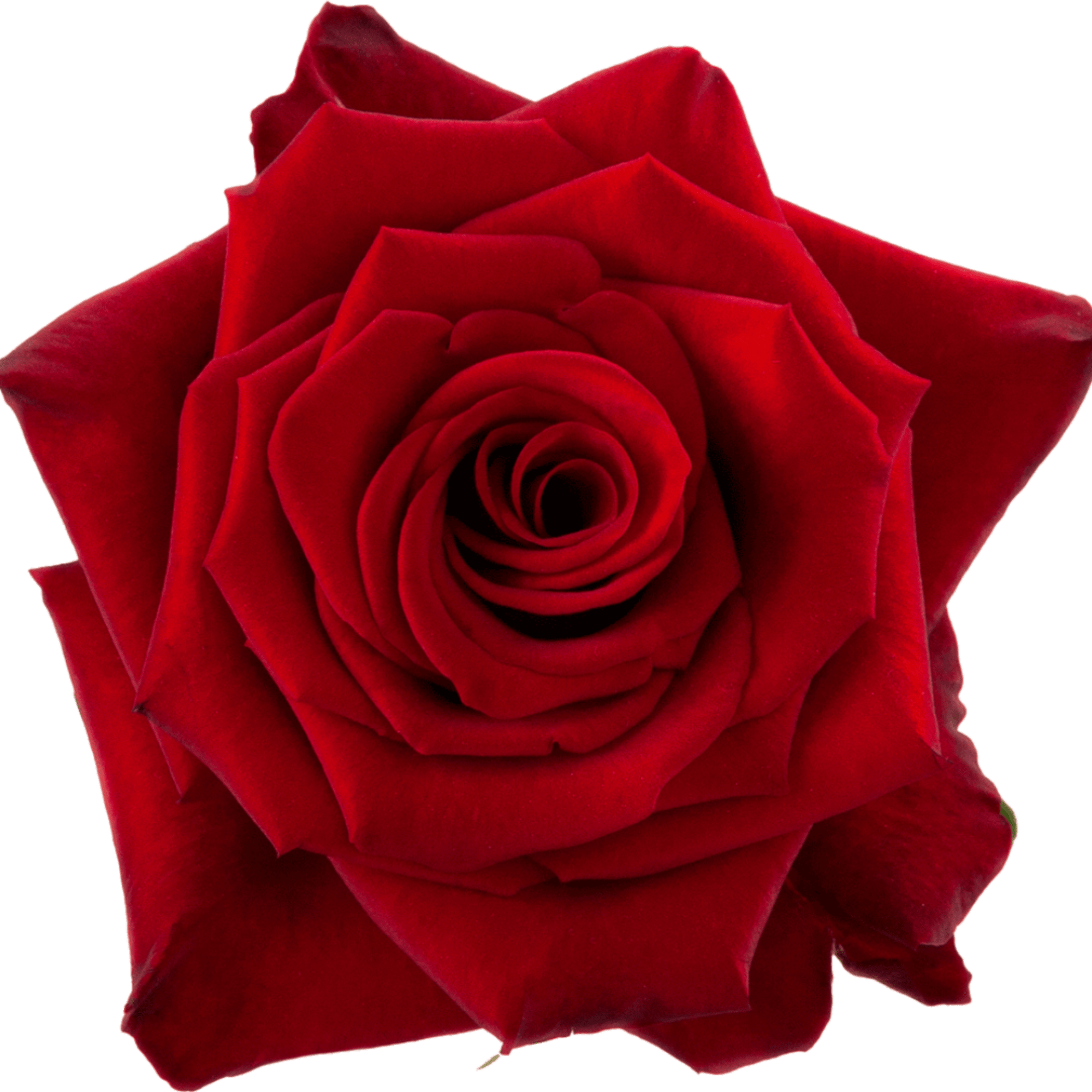 Single red rose bloom on a plain background
