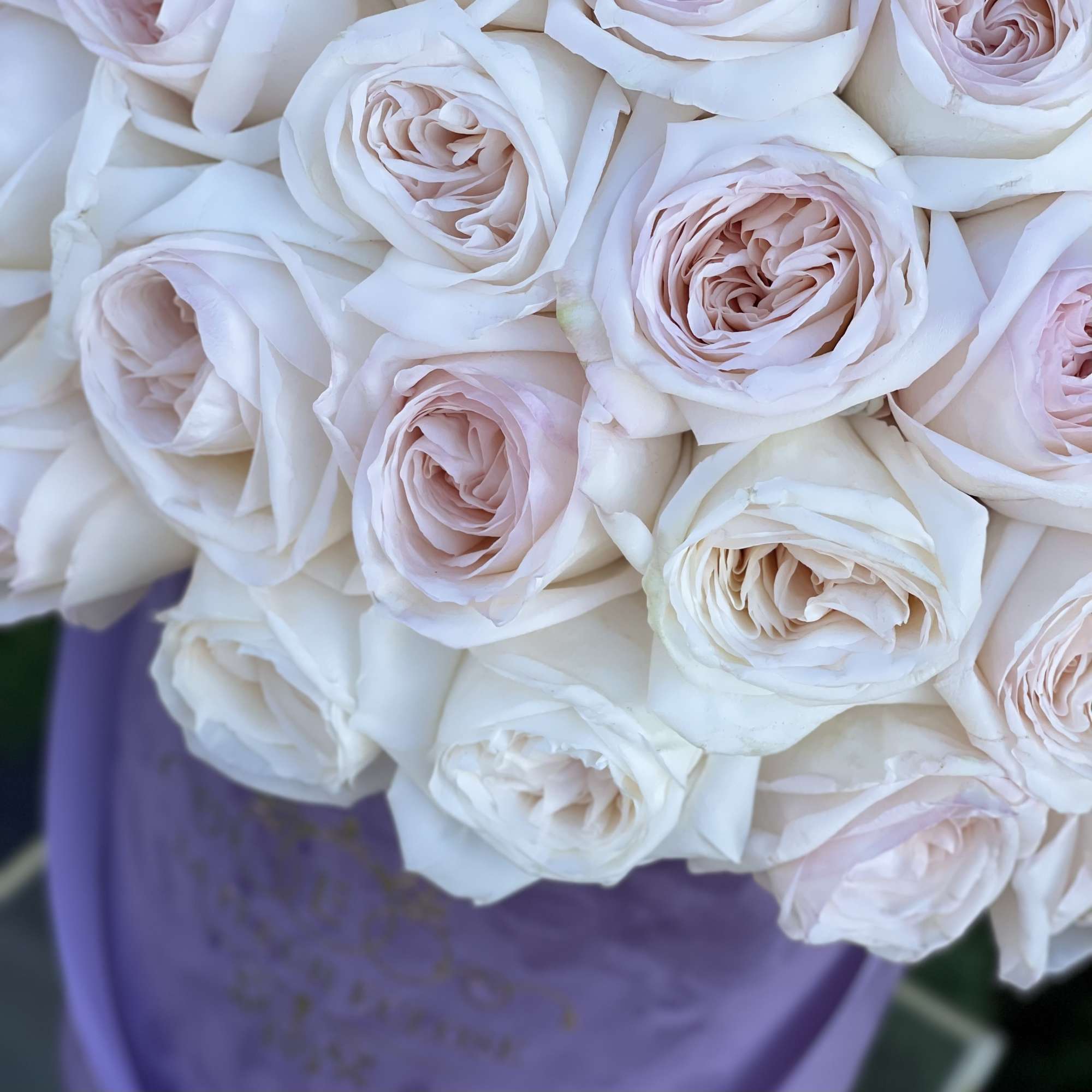 50 garden roses in our signature velvet lavender box , photo 2 of 2