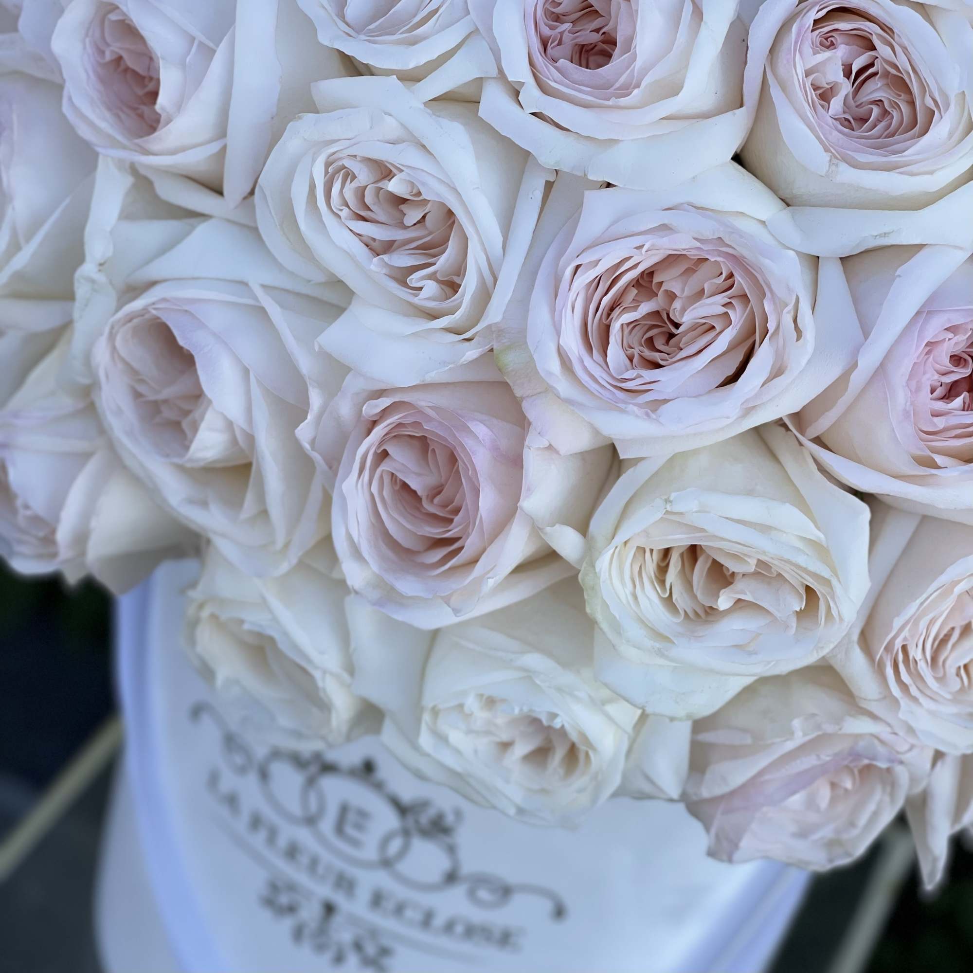 50 garden roses in our signature velvet white box , photo 2 of 2