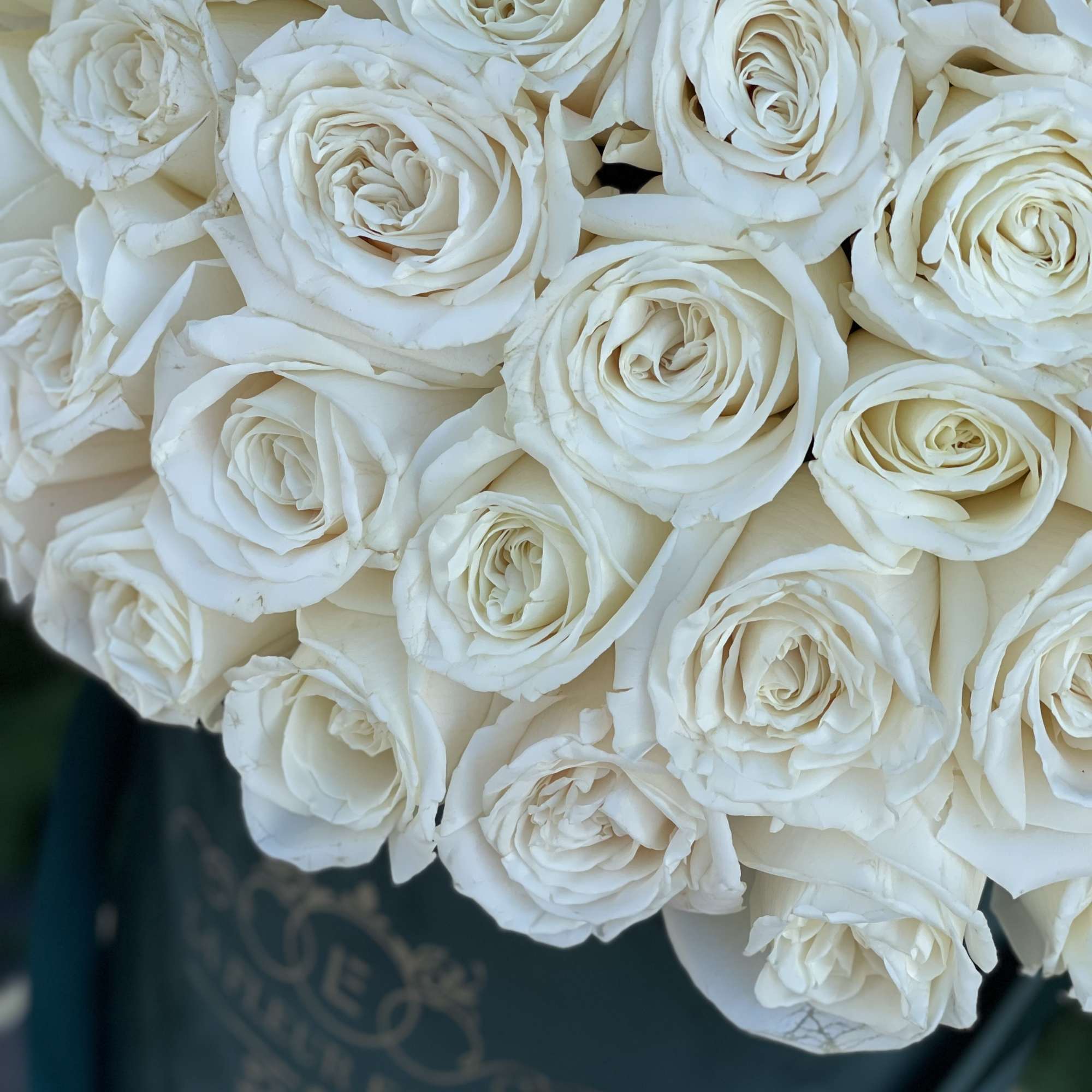 Bouquet of white roses wrapped in dark paper