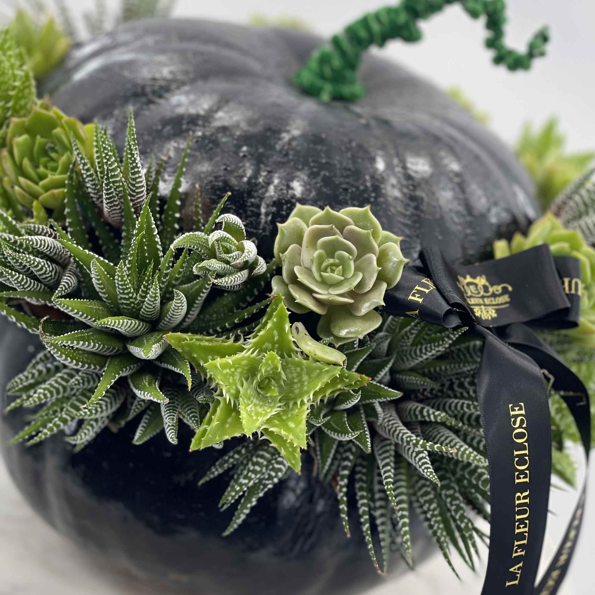 Black pumpkin with green succulents, photo 2 of 2