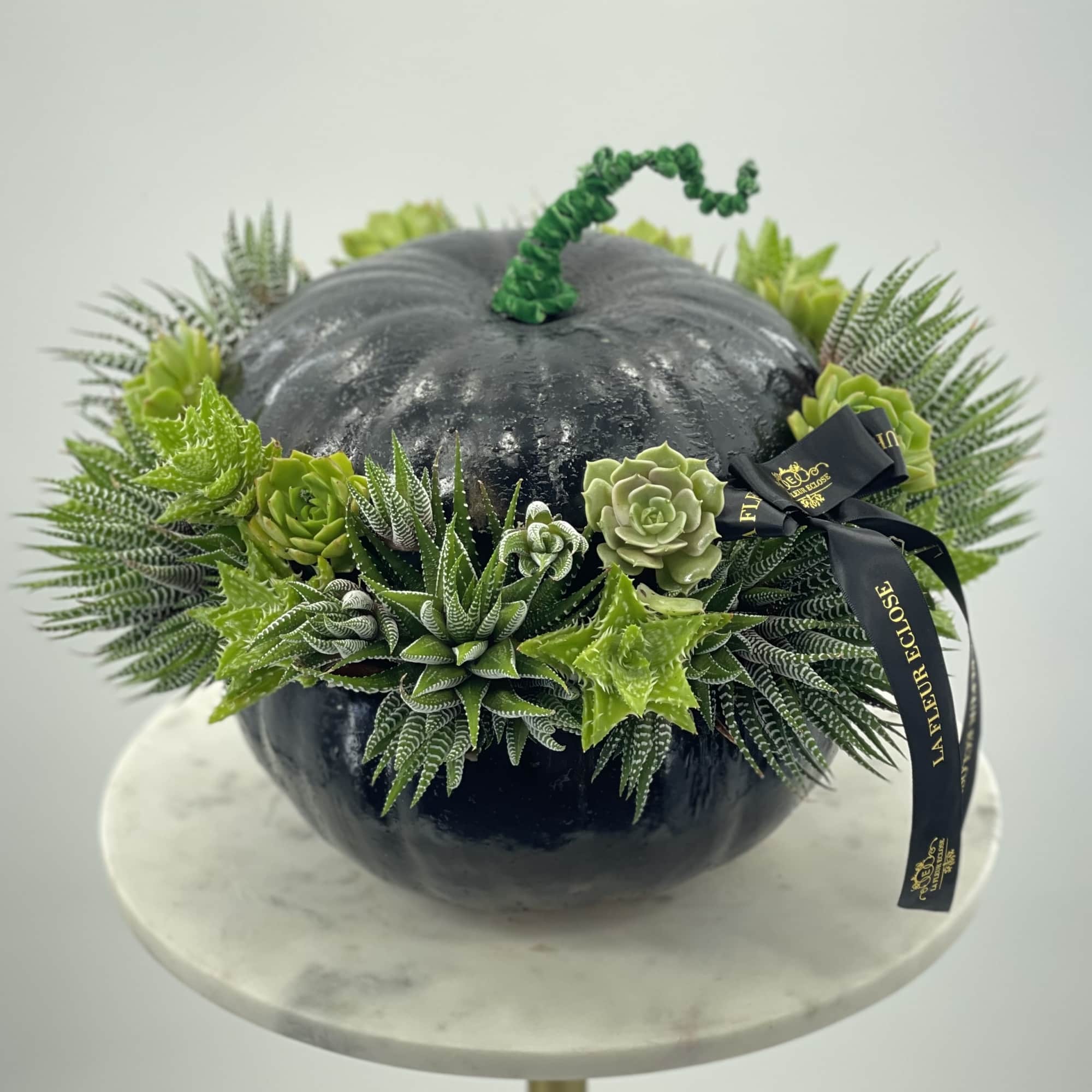 Black pumpkin with green succulents