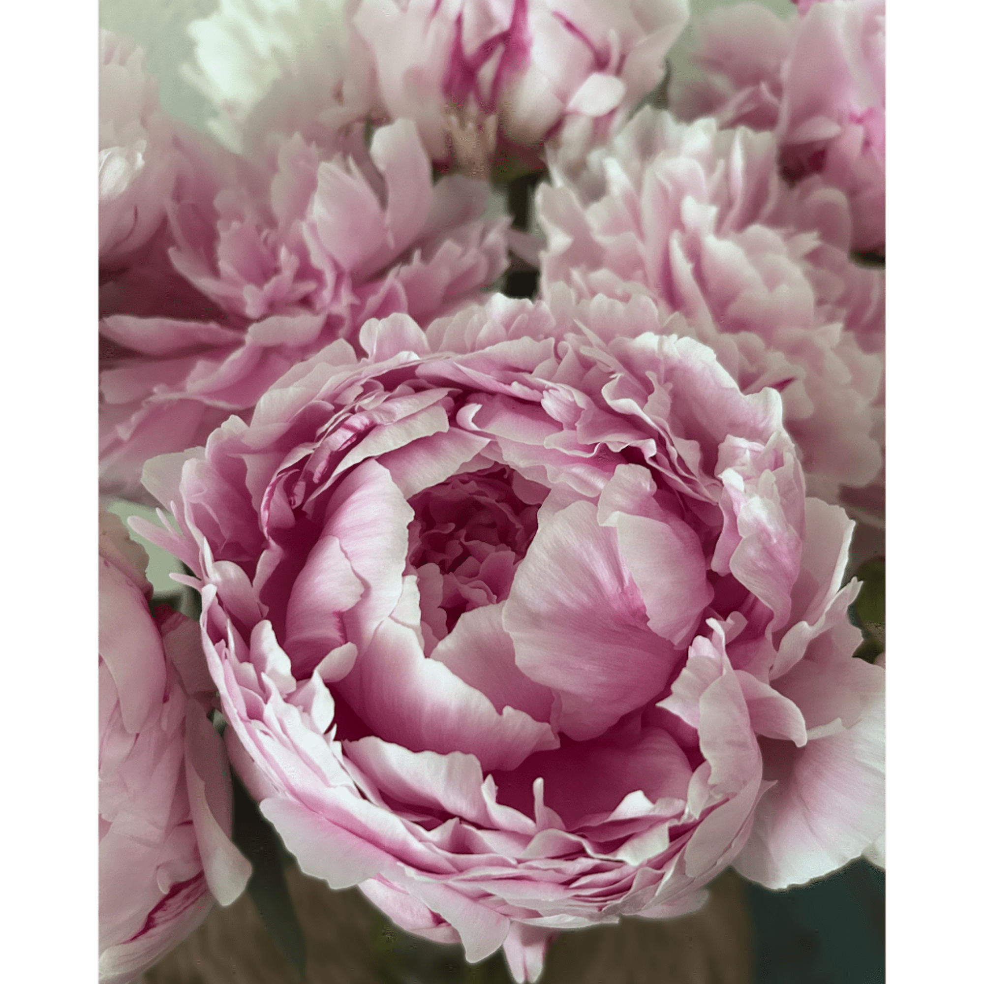 Close-up of pink peony blooms with layered petals